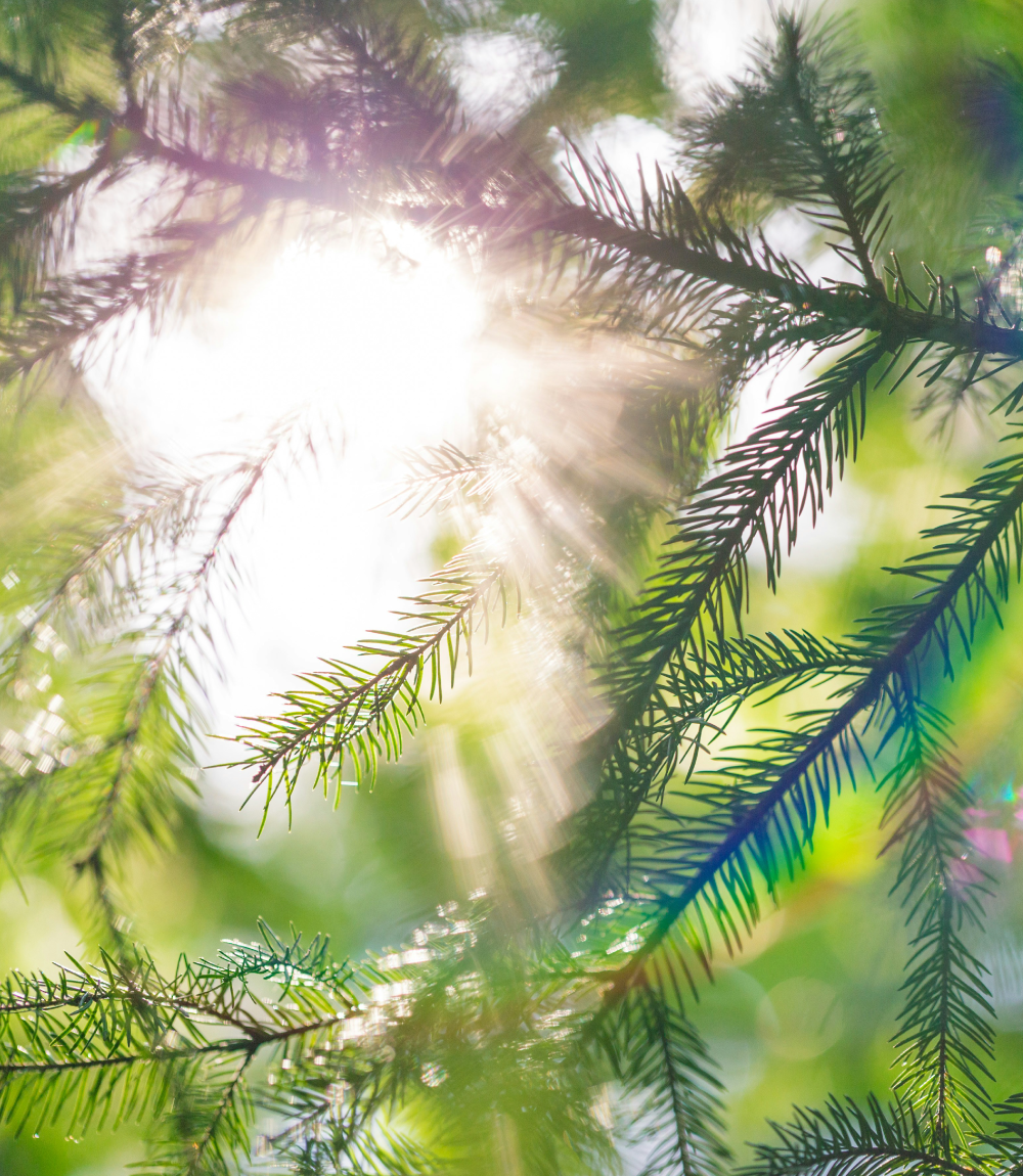 Sun shining through green pine tree branches with sunlight rays.