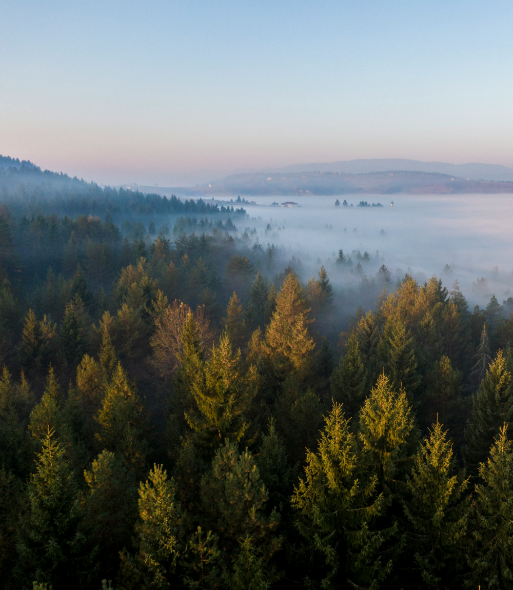 A view of a forested landscape with fog drifting through the trees, mountains in the background, and a clear sky above.