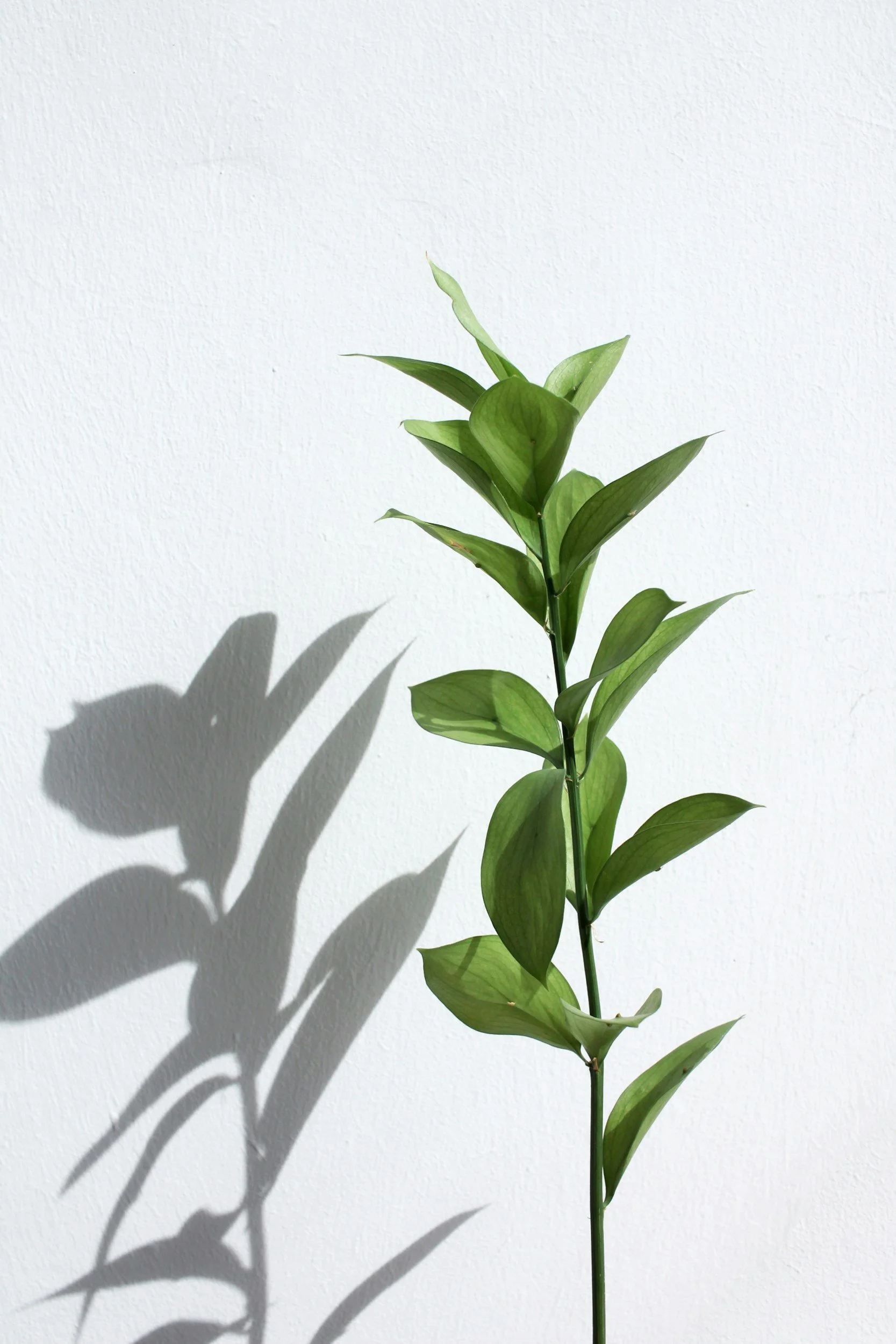A green leafy plant with shadow cast on a white wall.