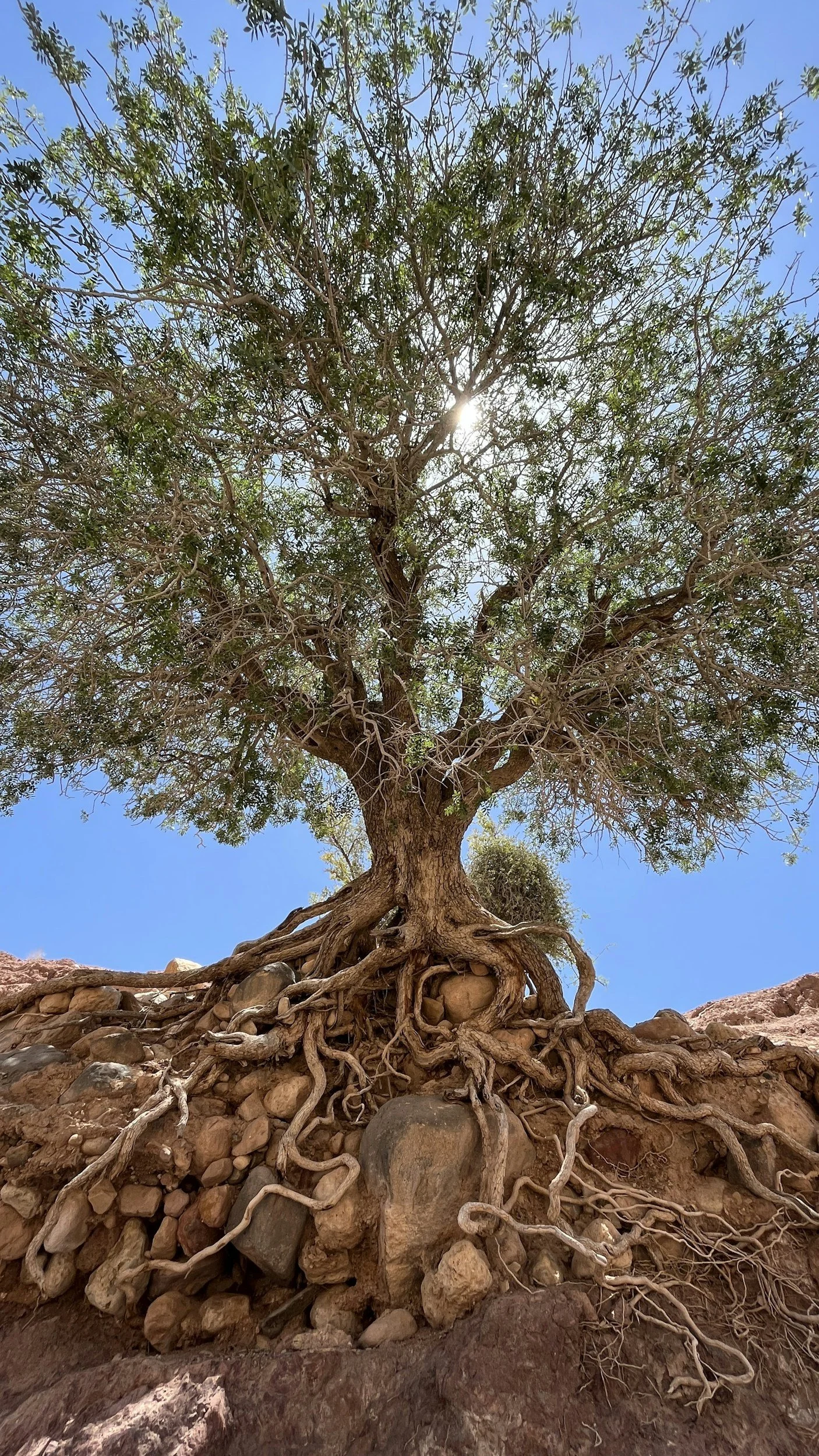 A large tree with green leaves and sprawling branches grows atop a rocky terrain with visible roots and stones, under a bright blue sky with the sun shining through the leaves.