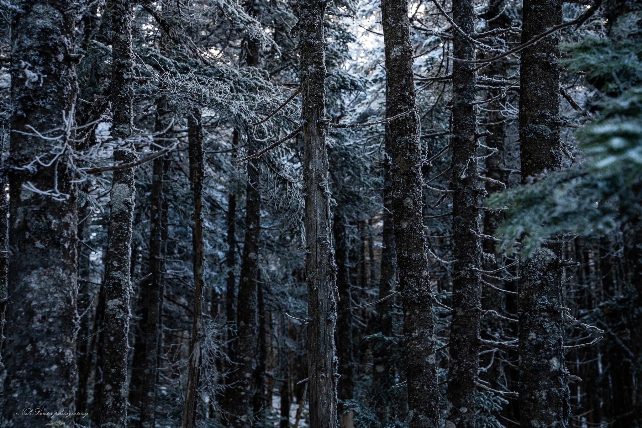 Winter Forest 16×24 Metal Print