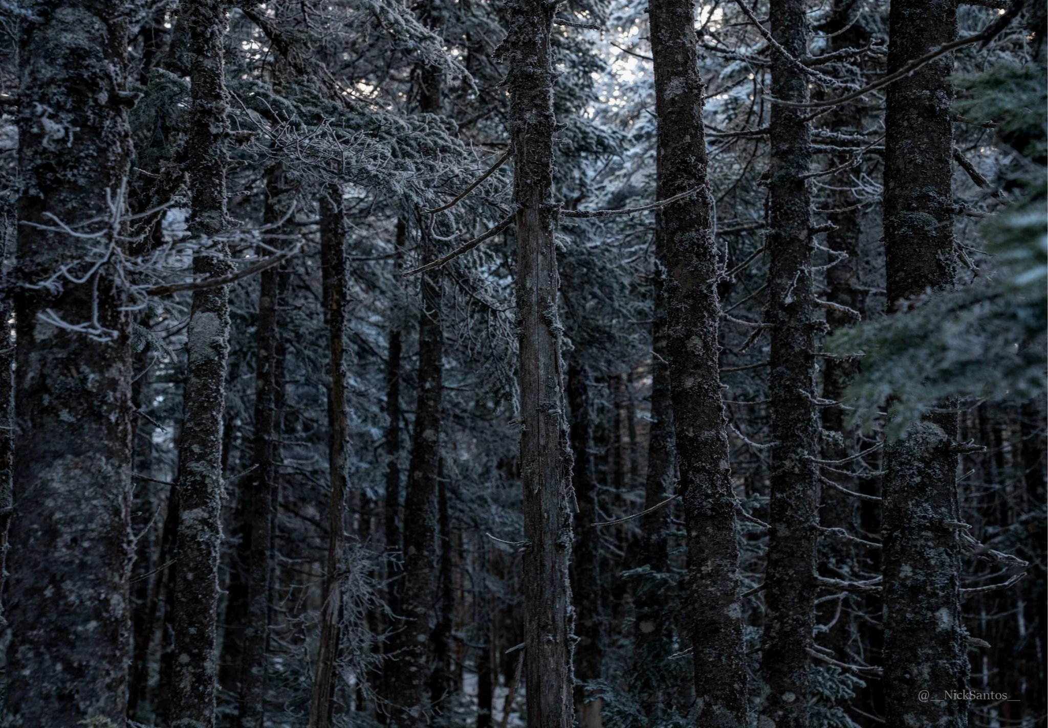 Winter Woodscape Art Print