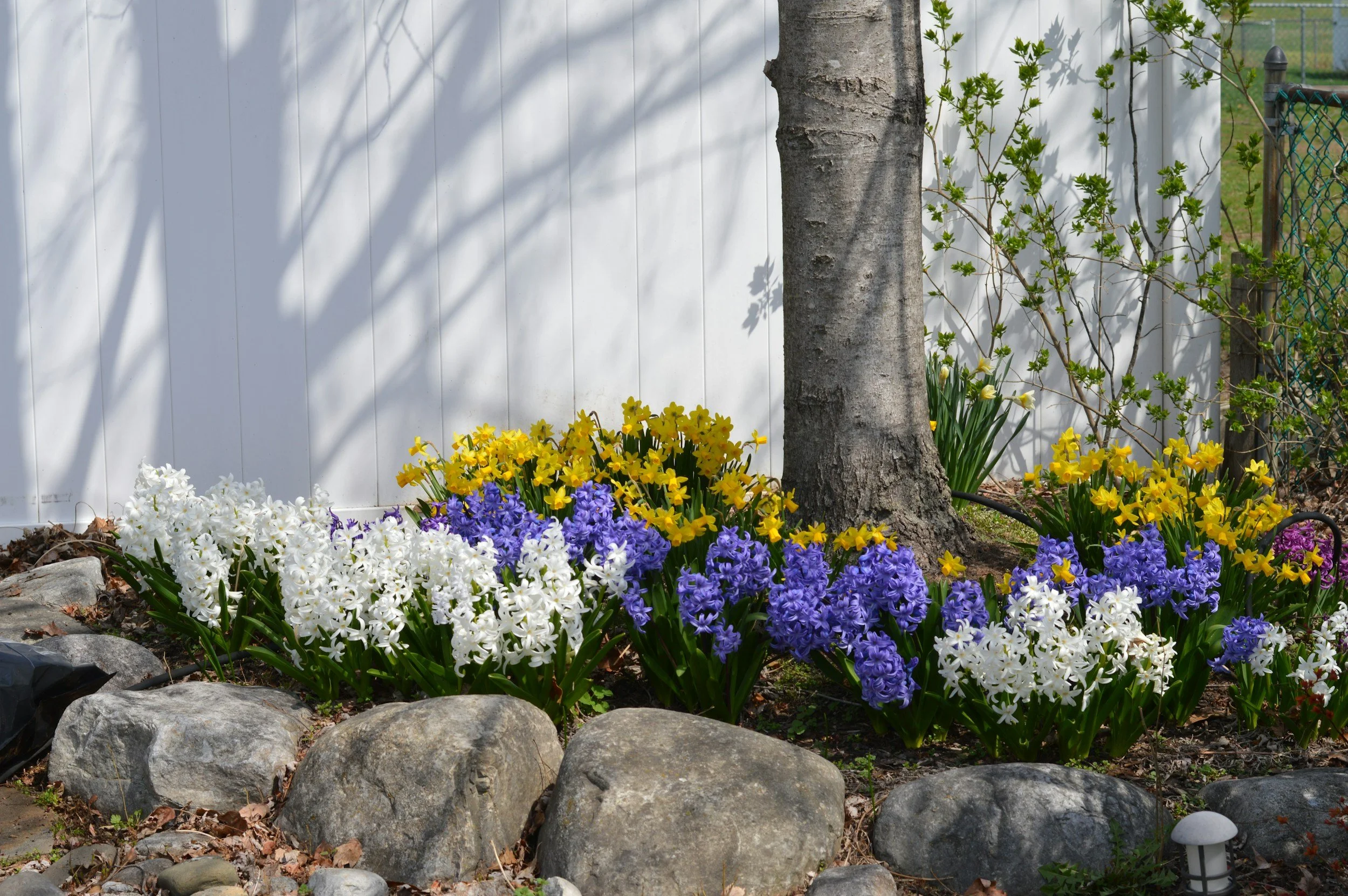 A garden scene featuring a variety of colorful flowers including white, yellow, purple, and violet, with large rocks in the foreground, a tree trunk in the middle, and a white fence and a playground in the background.