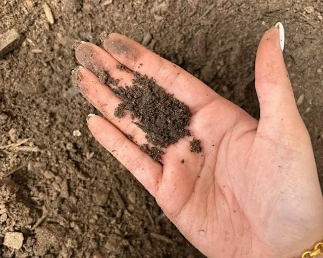 A person's hand with soil on their fingers, holding loose soil or compost over the ground.