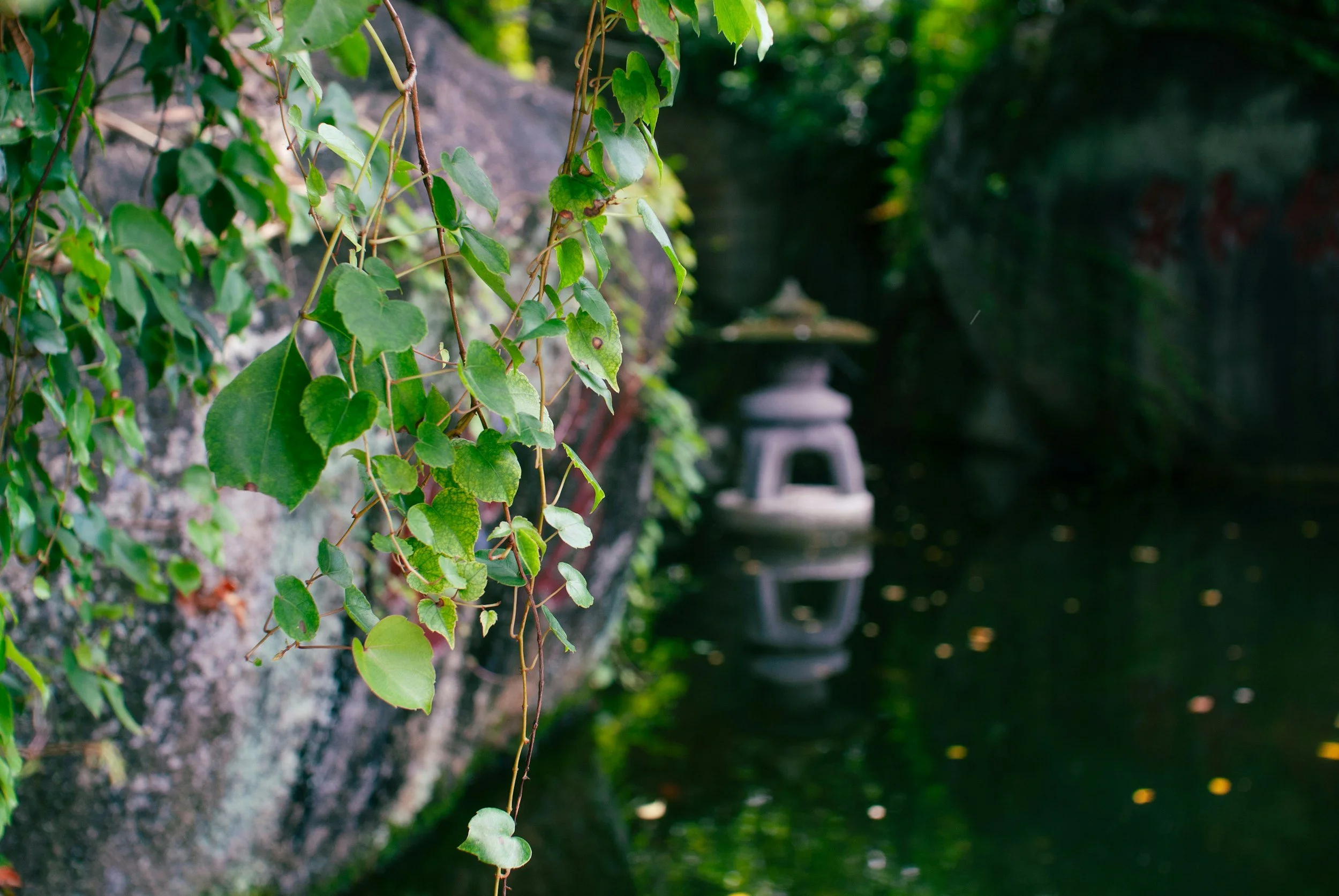 Close-up of green ivy leaves hanging over a stone wall near a pond with a stone lantern in the background.