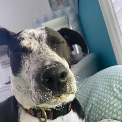 Close-up of a black and white dog with closed eyes, resting peacefully, with a window and blue wall in the background.
