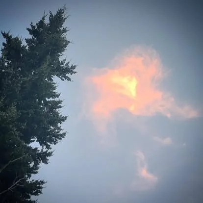 A tree on the left with a blue sky and a bright, peach-colored cloud.