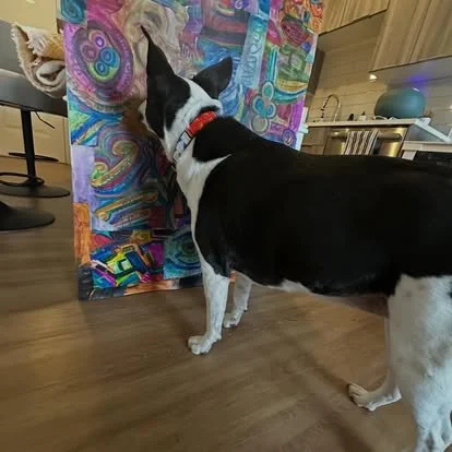 Dog with black and white fur sniffing colorful abstract painting in a room with wooden cabinets and kitchen appliances