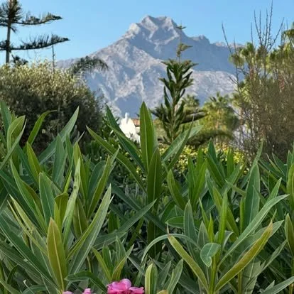 Mountains in the background with green plants and flowering bushes in the foreground.