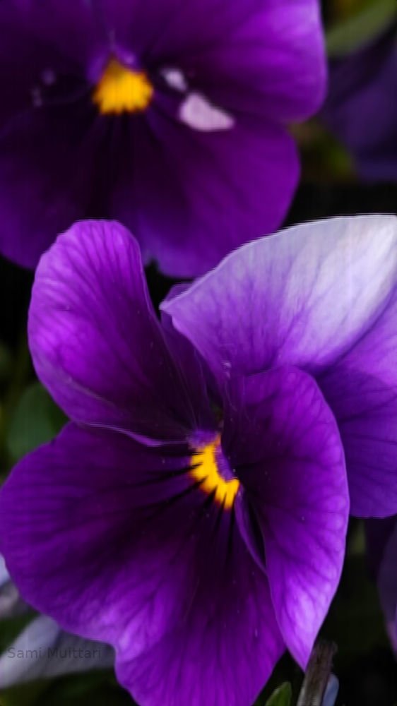 Close-up of purple and violet pansy flowers with yellow centers.
