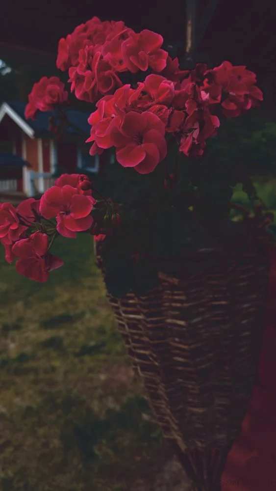 Pink geranium flowers in a woven basket outdoors