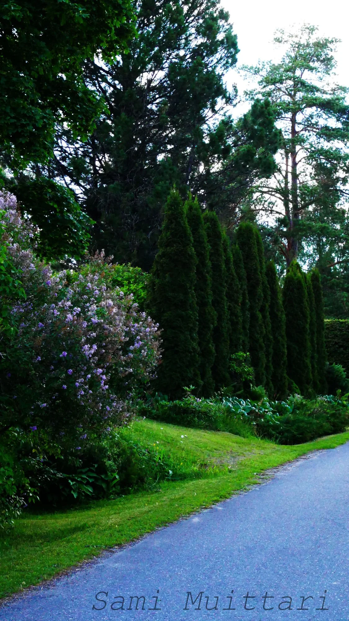 A lush garden pathway lined with tall green trees and flowering bushes.