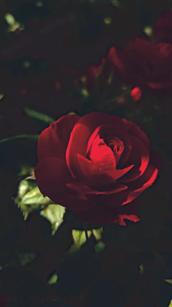 Red rose in the garden at Konnevesi