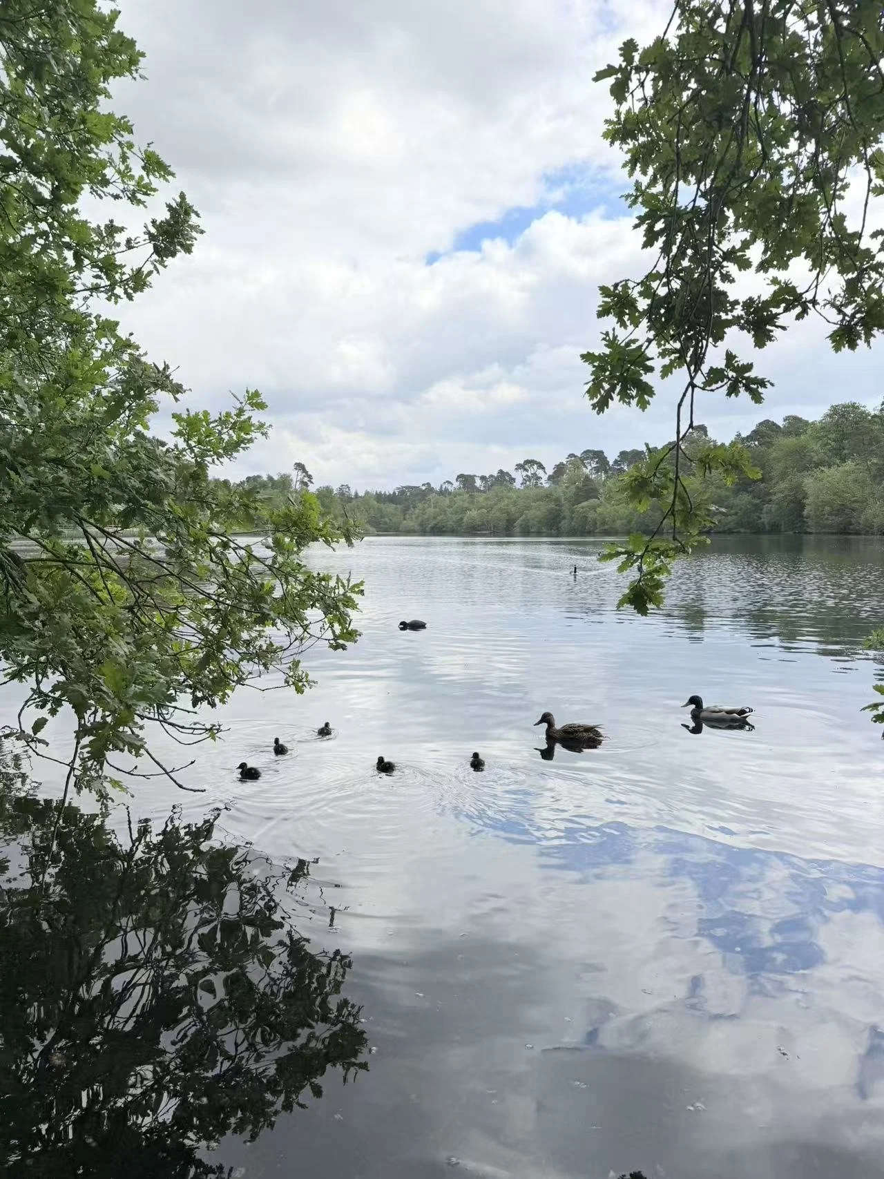 A tranquil lake scene with ducks swimming on the water. The scene is framed by overhanging green tree branches, with a partly cloudy sky and distant treeline on the horizon.