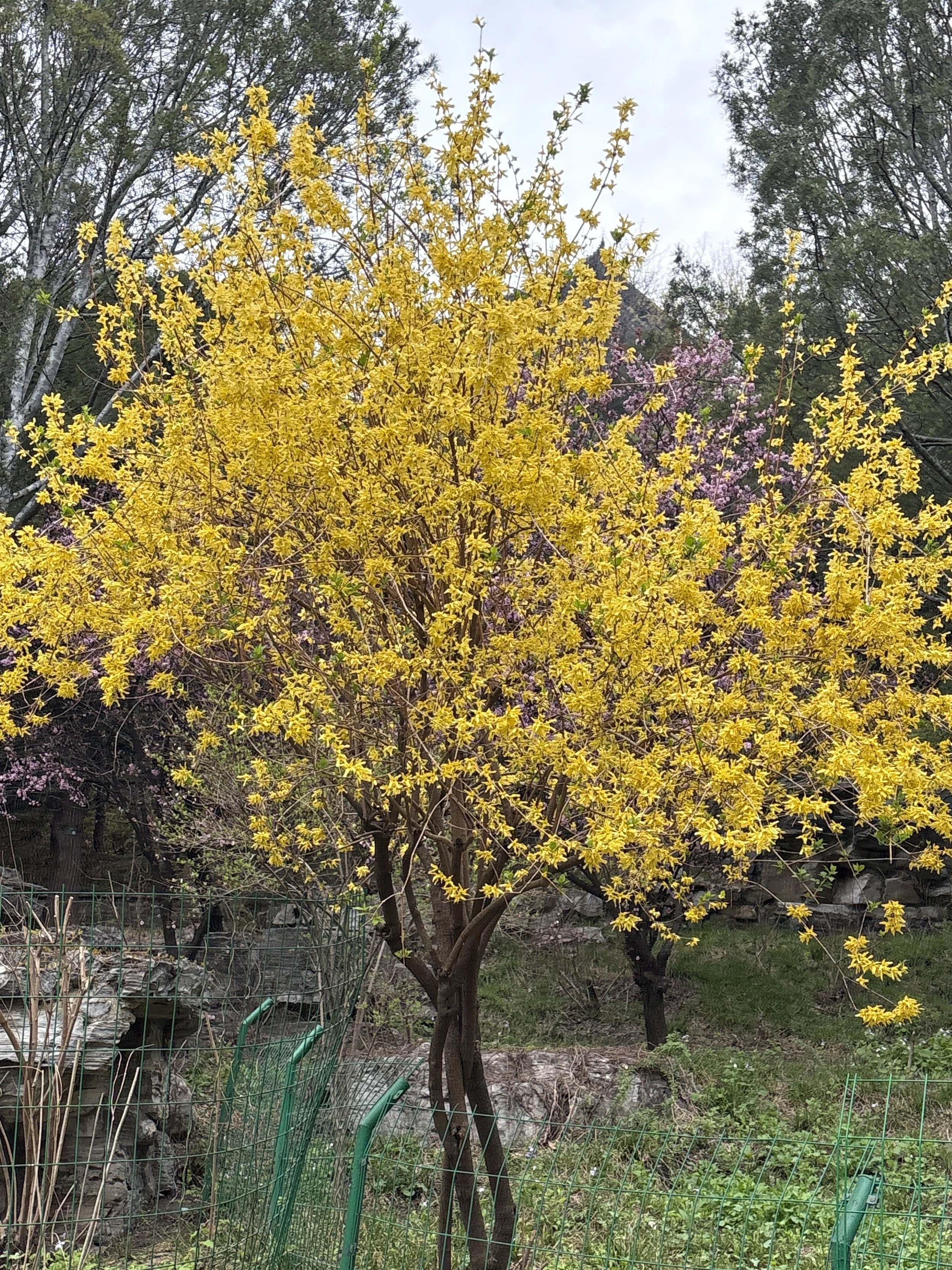 A tree with yellow blossoms in a garden yard surrounded by a green wire fence, with other trees and shrubs in the background.