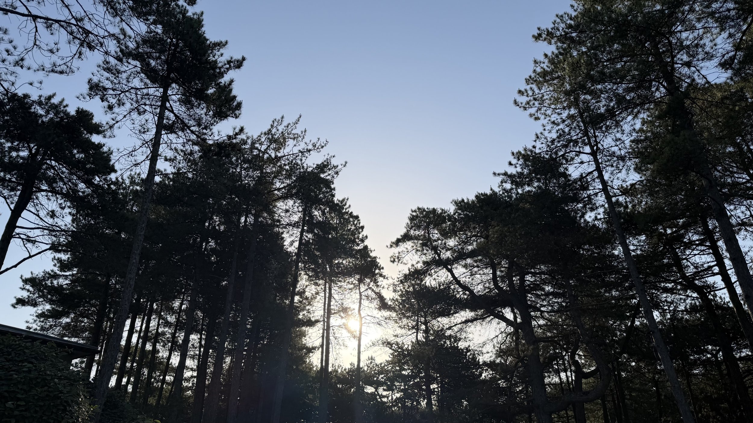 Sun setting behind a dense forest of tall pine trees with a clear blue sky.