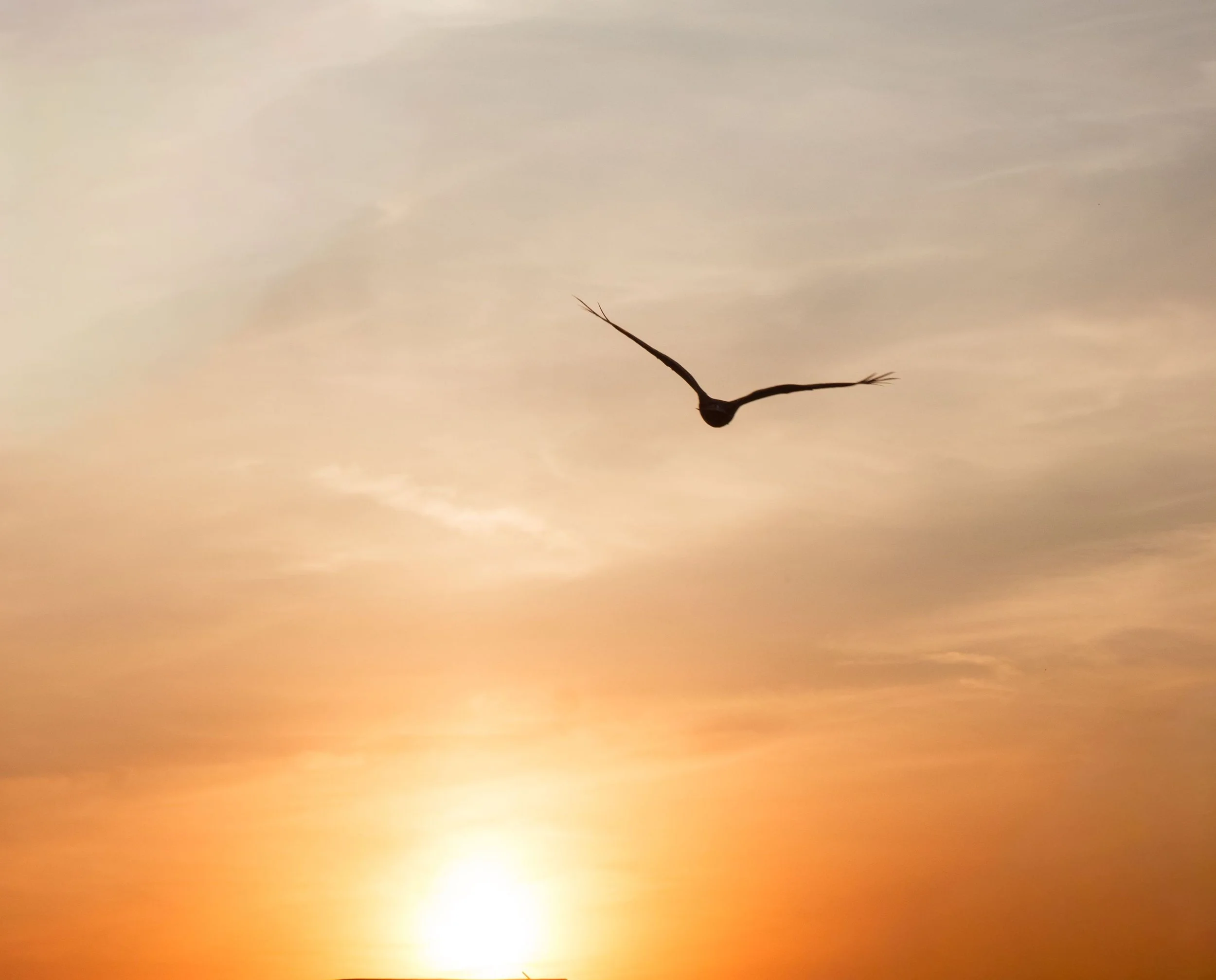 Silhouette of a bird flying freely across a warm orange sunset sky with a few clouds.