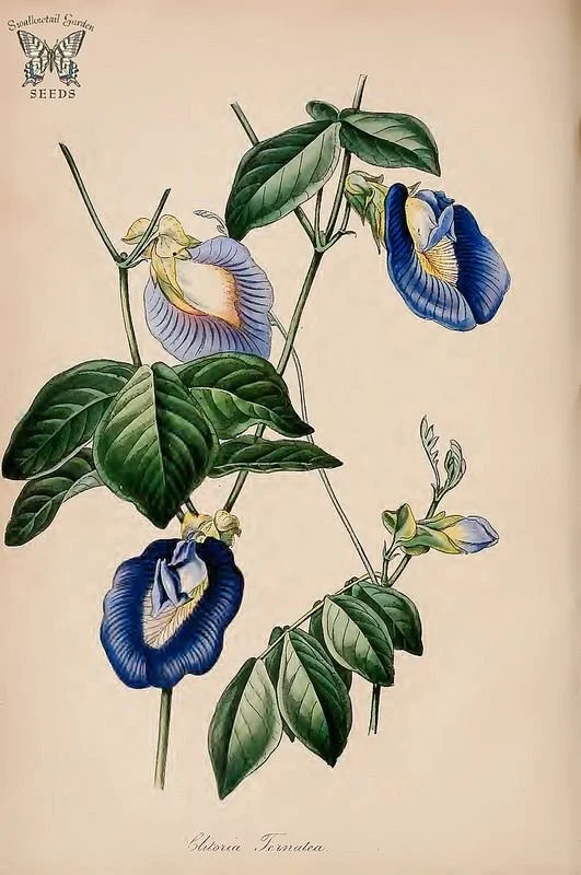 Blue Butterfly Pea