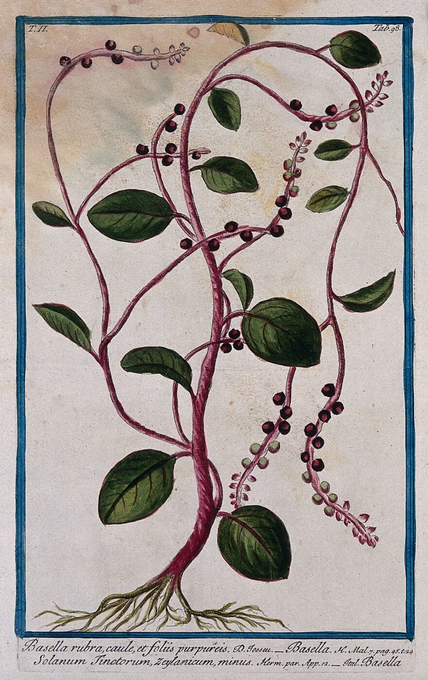 Malabar Spinach