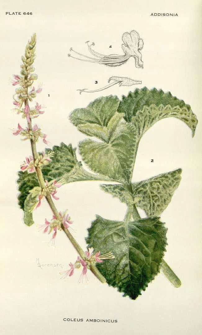 Cuban Oregano