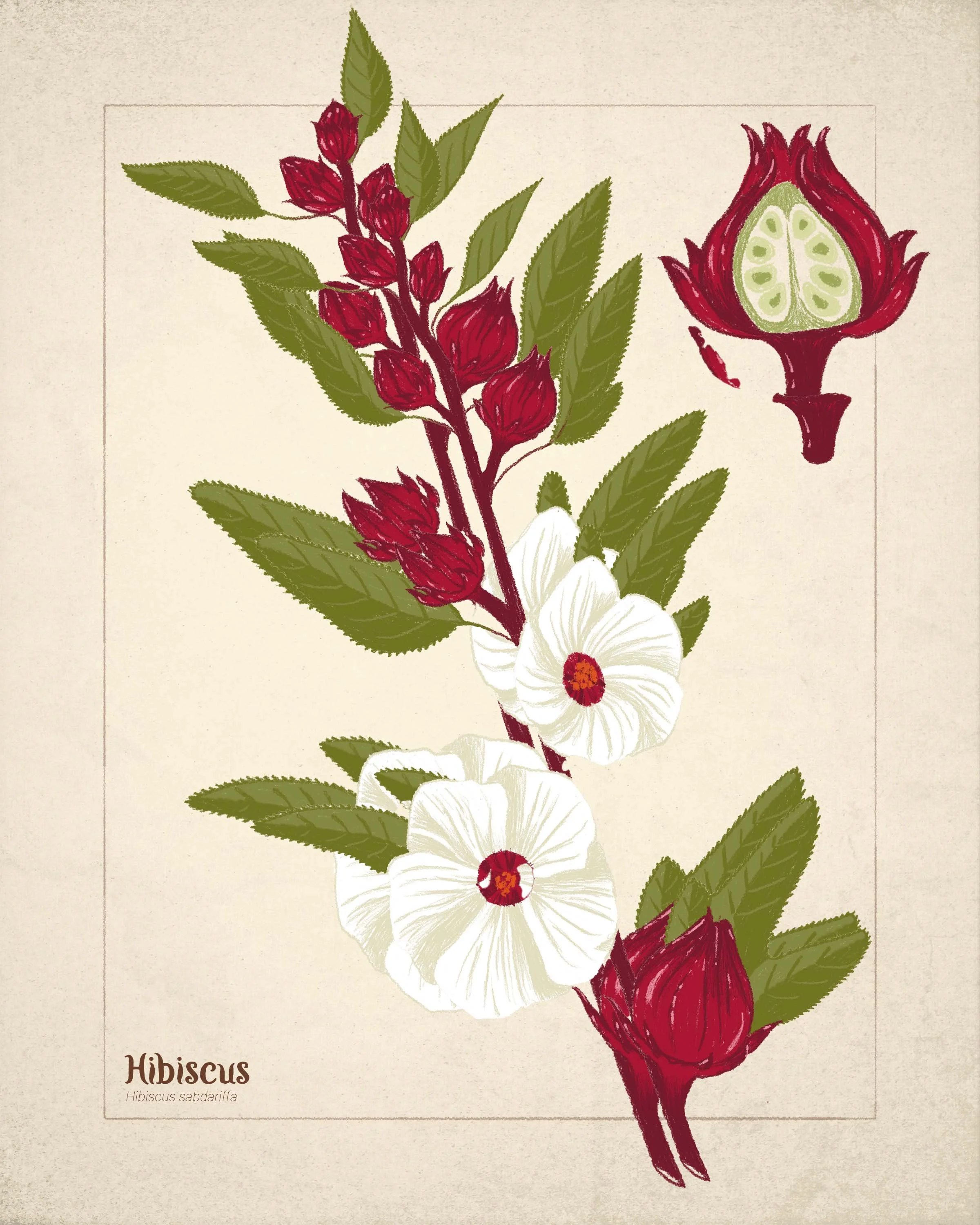 Roselle