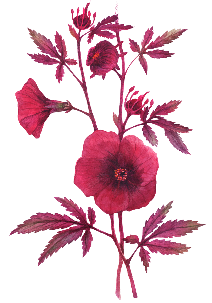 Cranberry Hibiscus