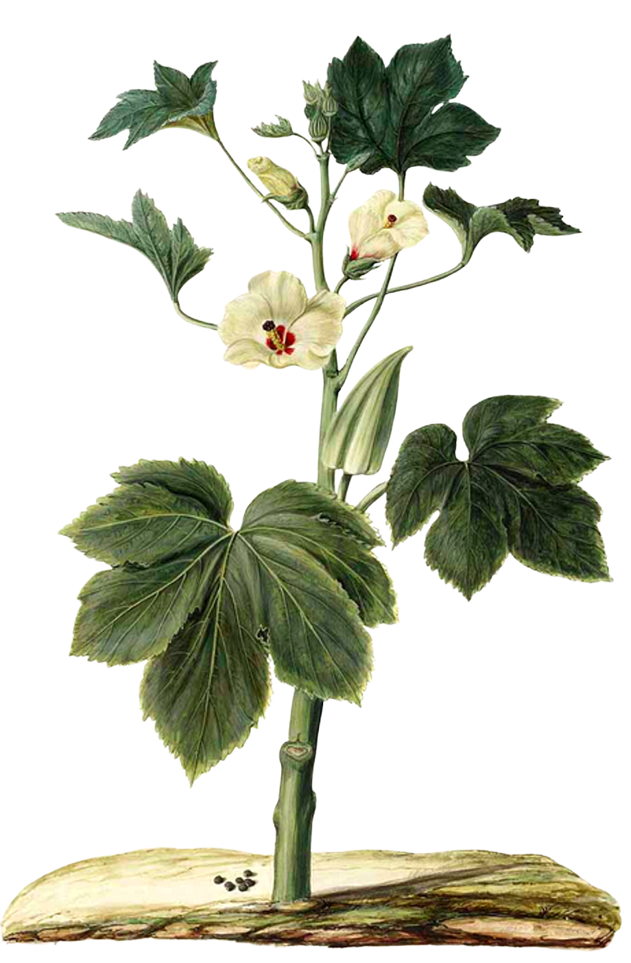 Dwarf Okra