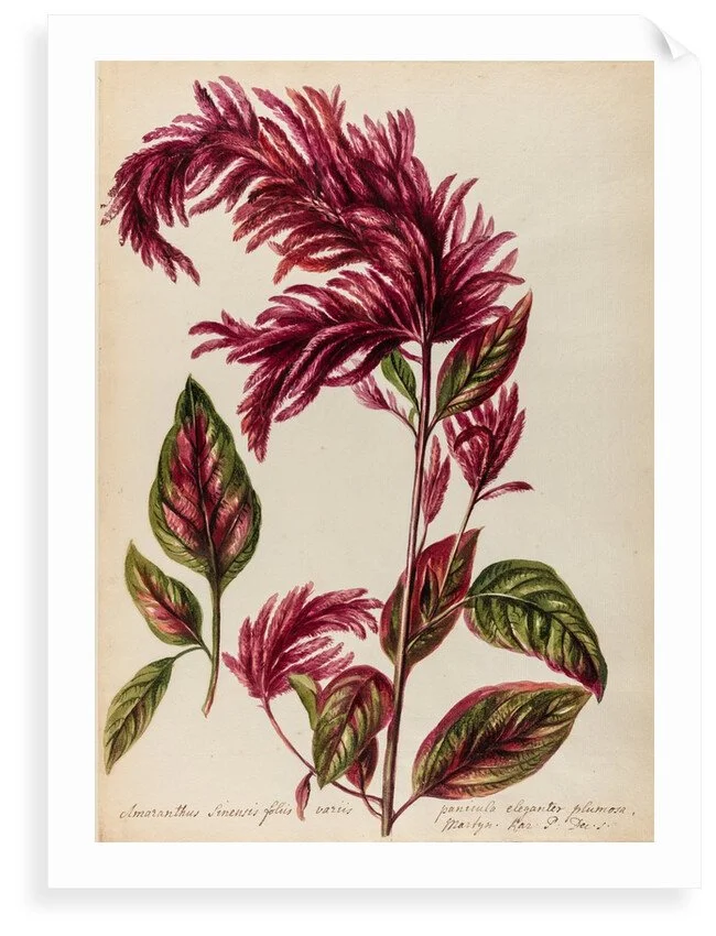 Red Amaranth