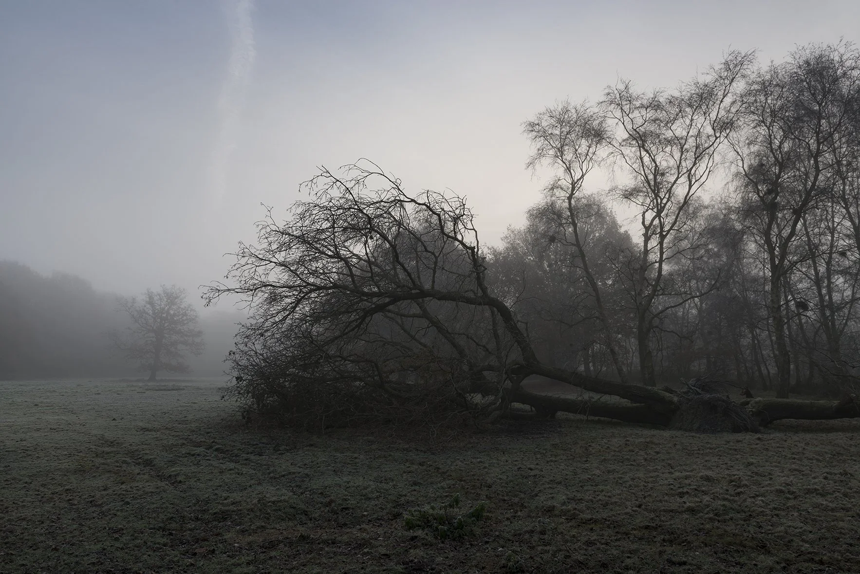 Fallen tree.jpg