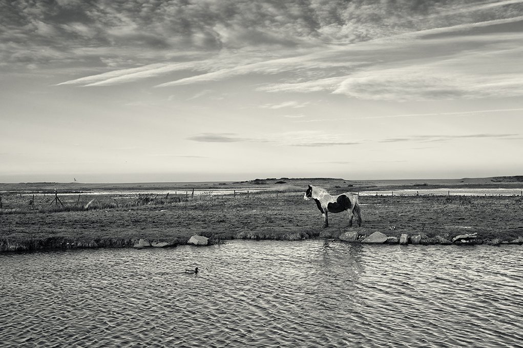 Salthouse horse B+W.jpg