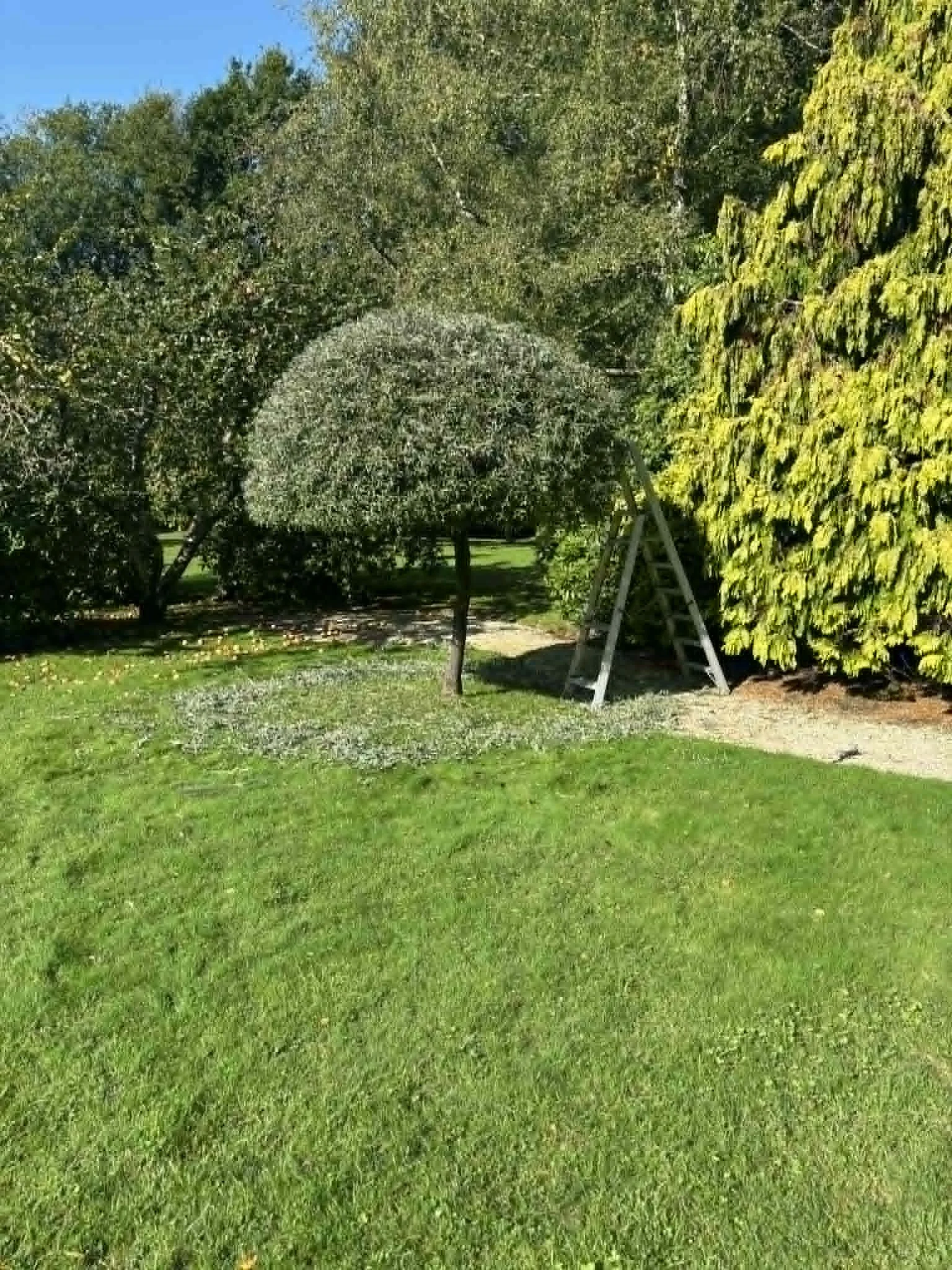 A lush green backyard garden with colorful trees, grass, and a ladder hybrid in a sunny outdoor setting. lawn mowing West Sussex
