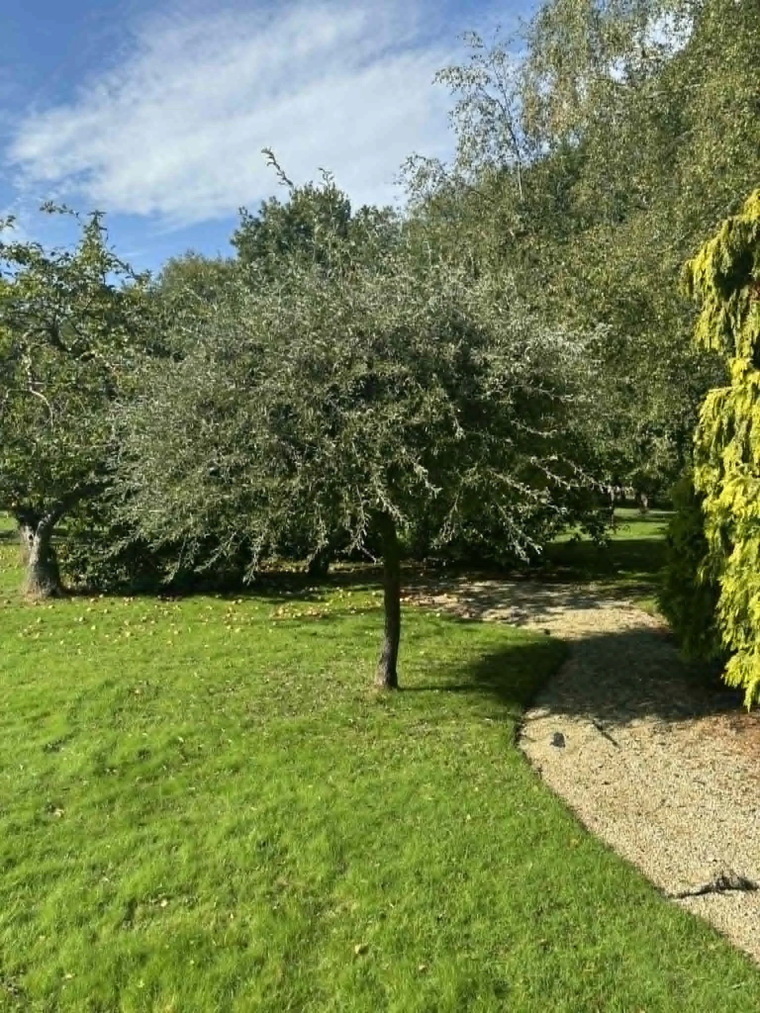 A tree with leafy branches standing on a lush green lawn next to a walking path, under a partly cloudy blue sky. lawn mowing West Sussex