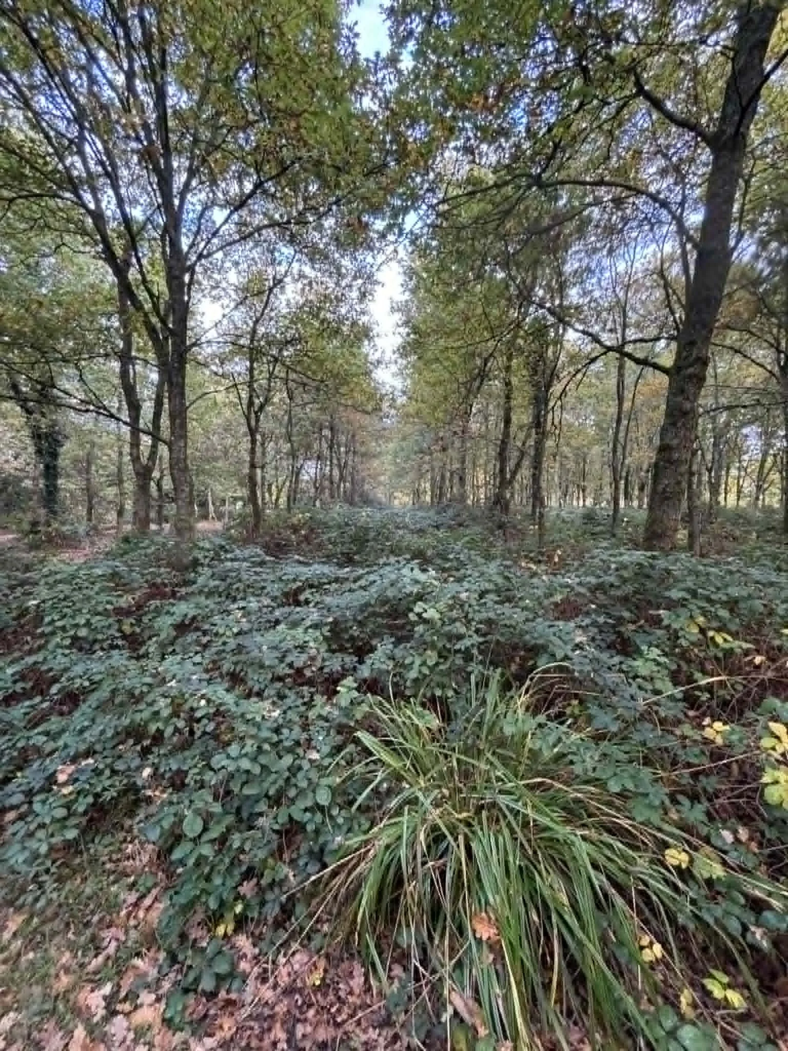 A forest scene with trees and green foliage, dense undergrowth, and fallen leaves on the forest floor. lawn mowing West Sussex