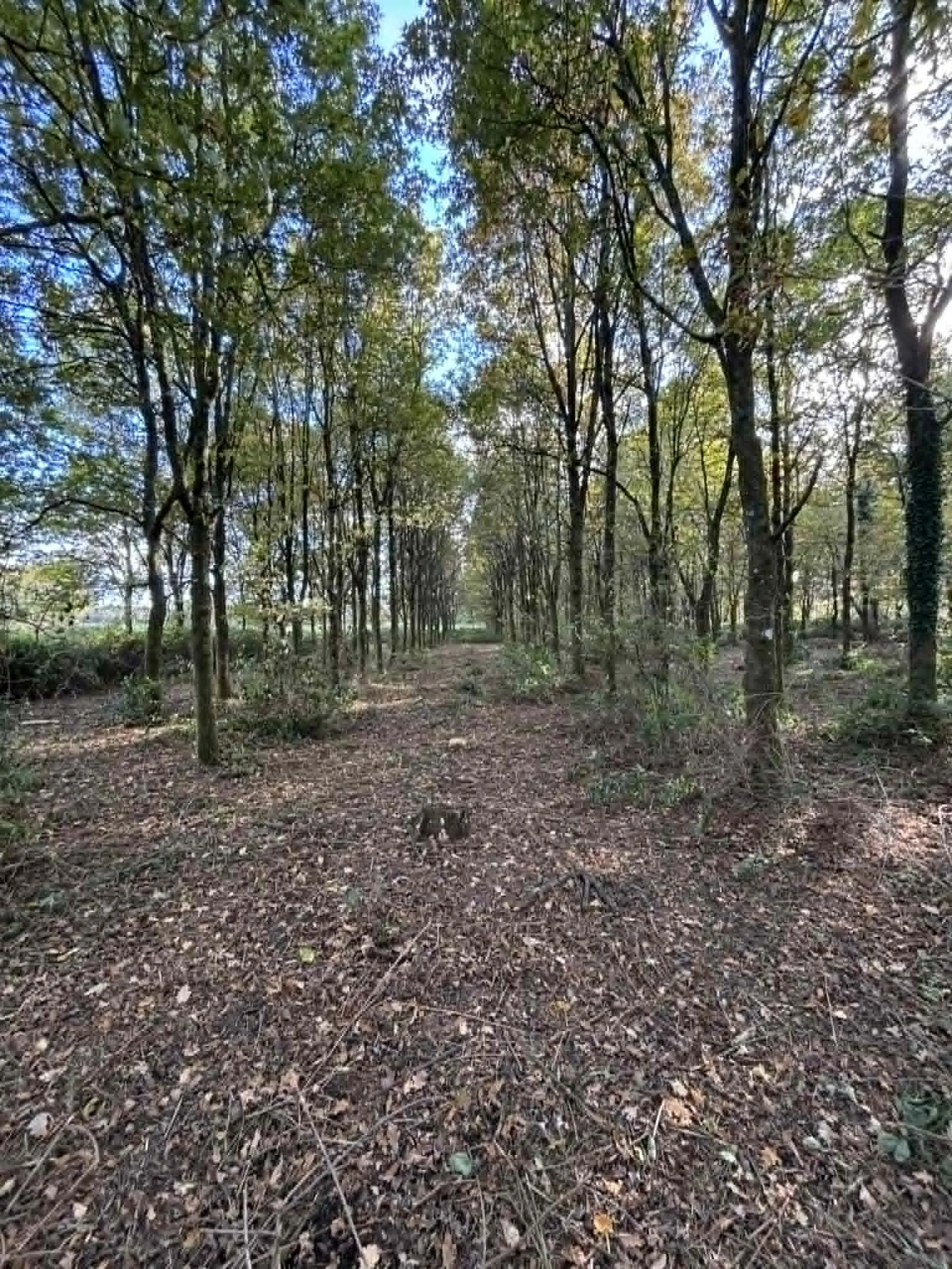 A dirt path through a forest with tall trees and green leaves, sunlight filtering through the branches. lawn mowing West Sussex