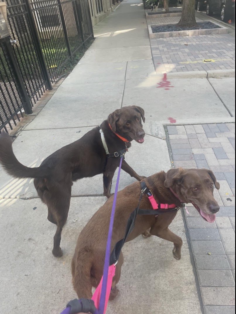 Aubie and Ivy, two brown dogs walking together in Chicago