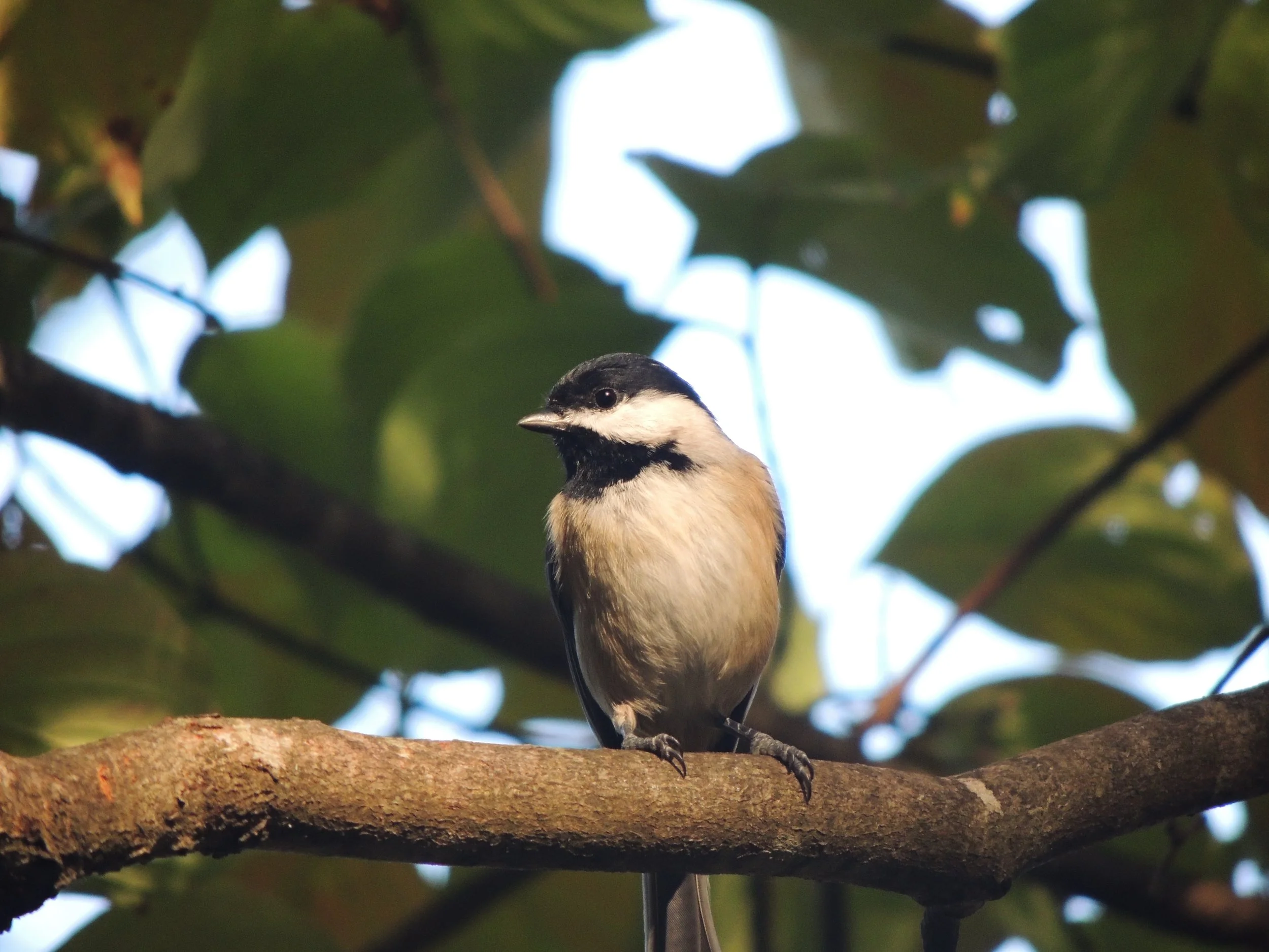 Curious Chickadee by William Huber.jpg