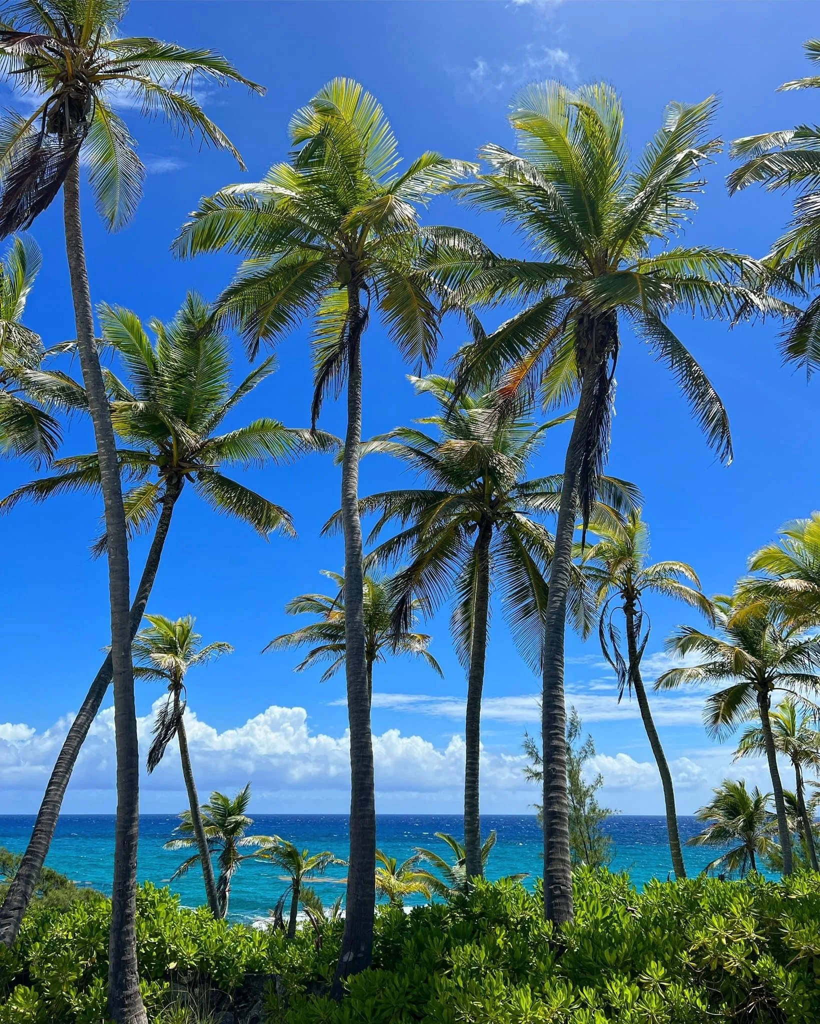 Palm Trees & Atlantic Ocean