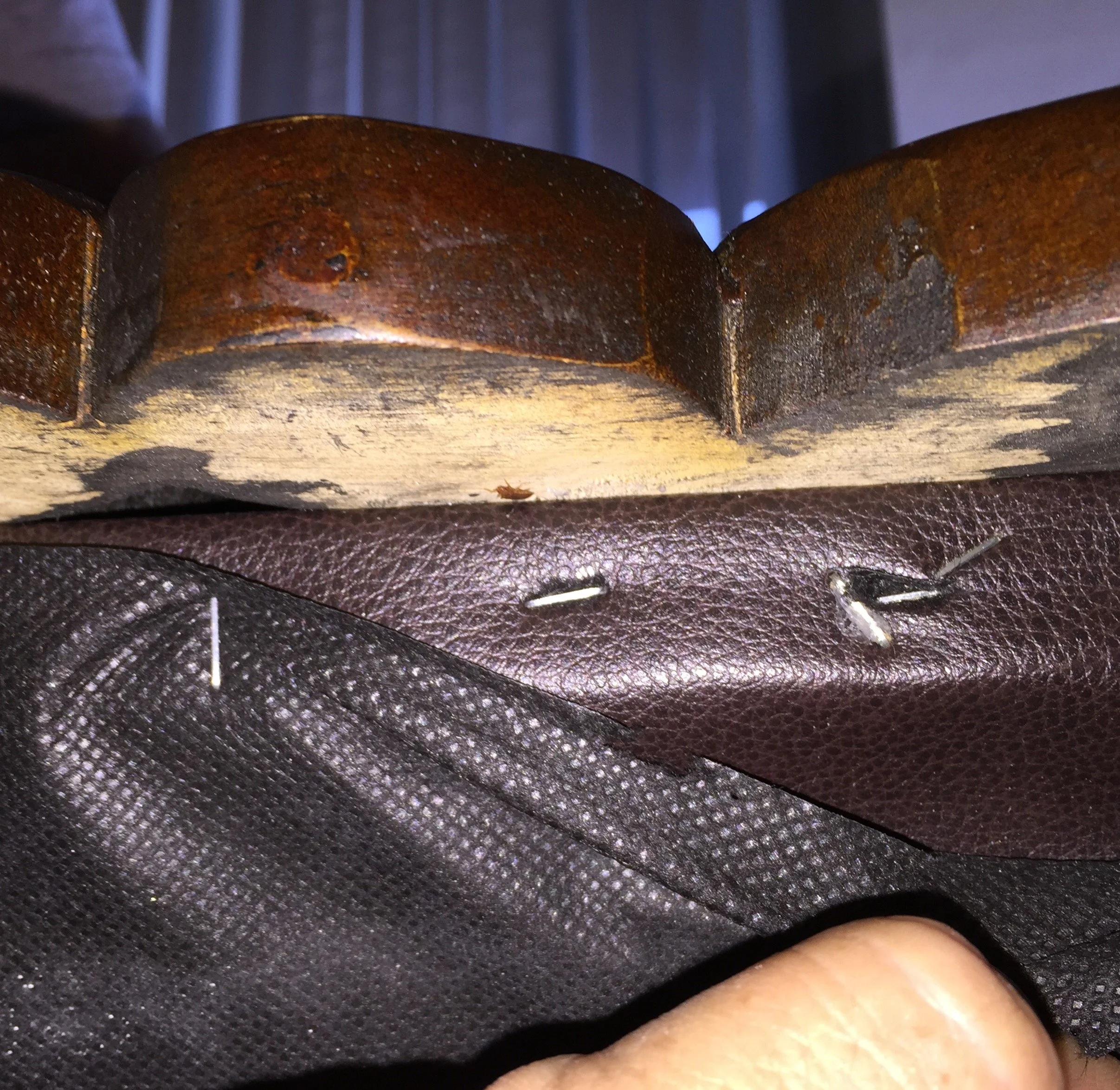 How Accurate Are Bed Bug Detection Dogs?