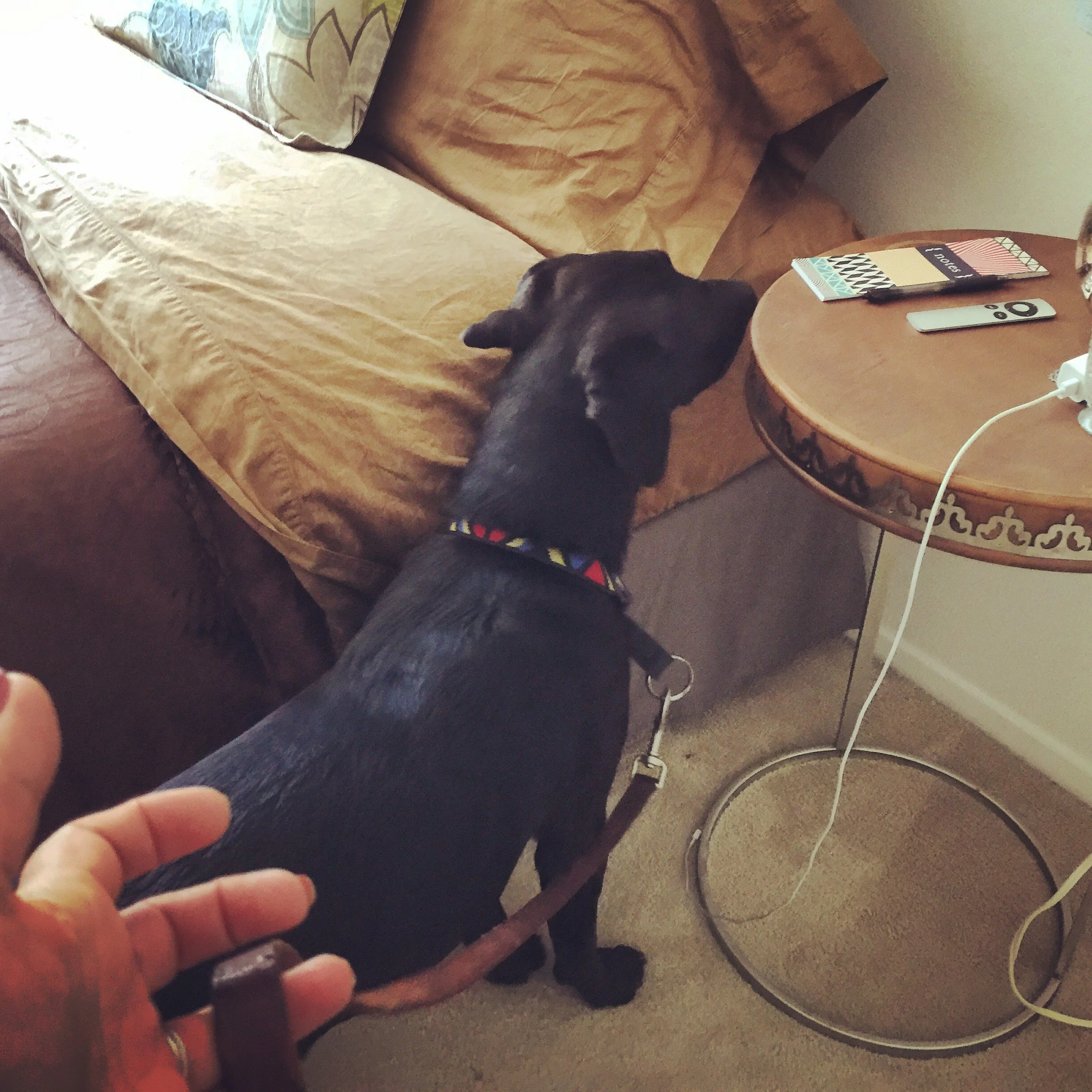 When Is the Best Time for a Bed Bug K9 Inspection?