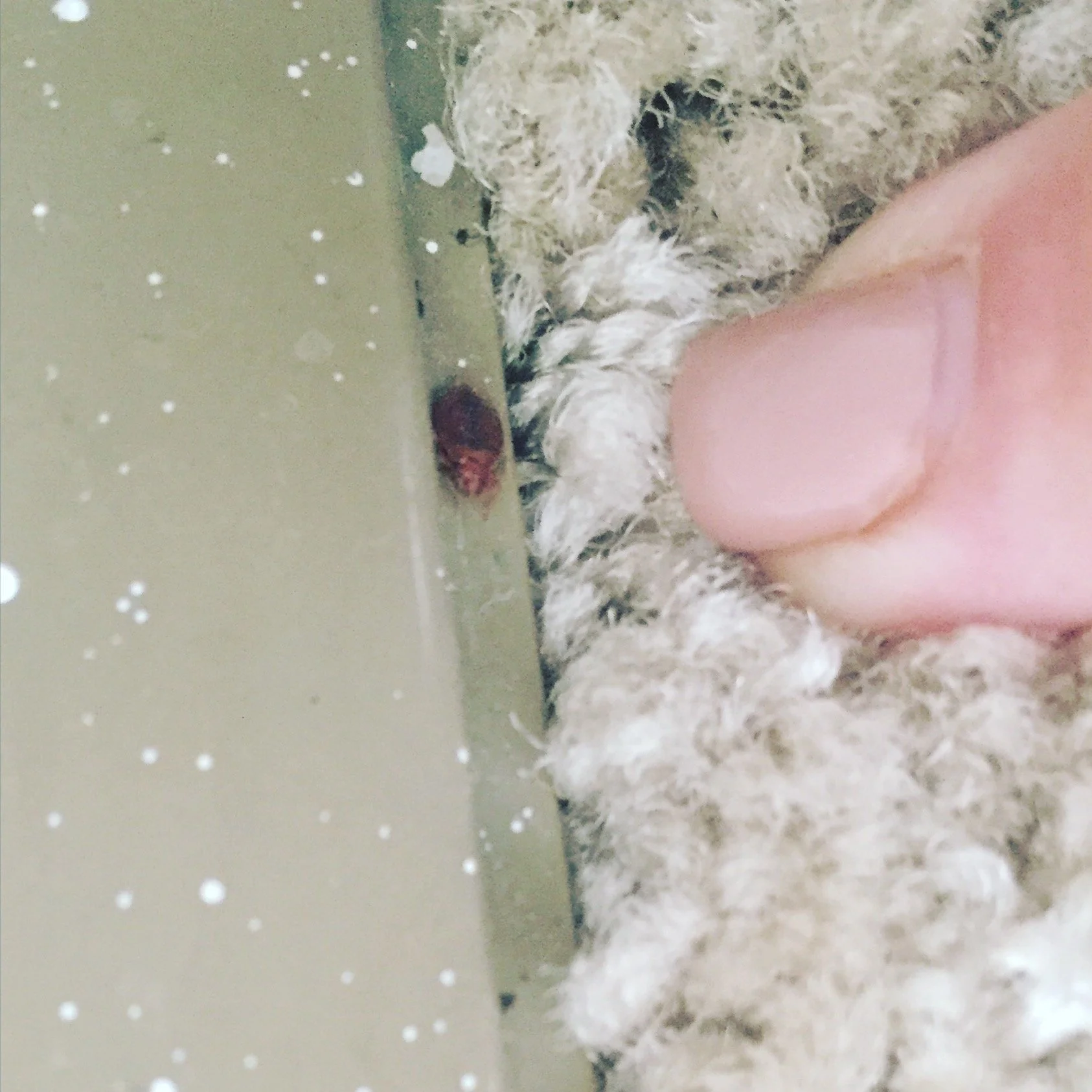 Do You Really Need Bed Bug Treatment?