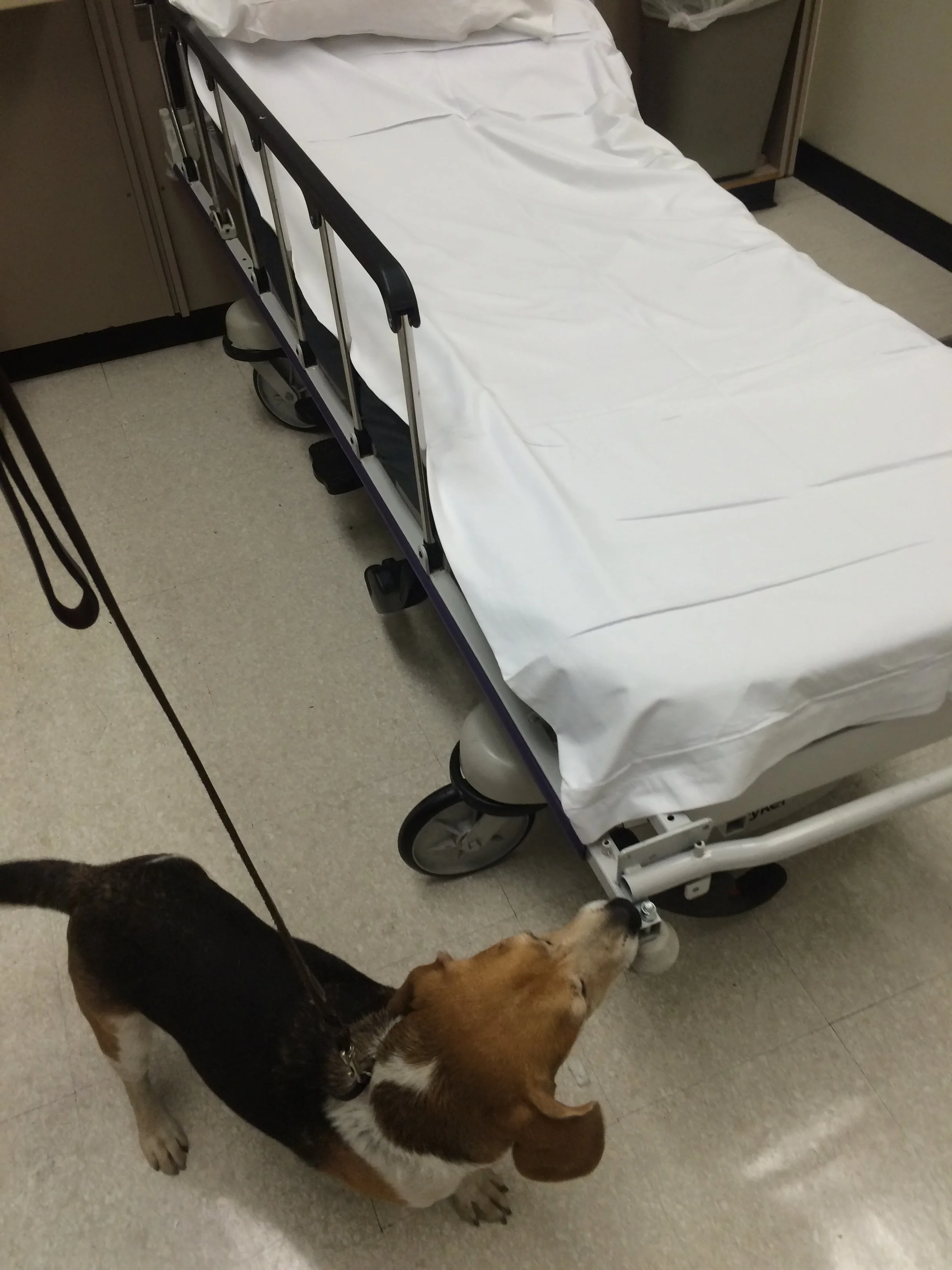A Green Dog K9 detection dog inspecting a hospital emergency room bed for live bed bugs.