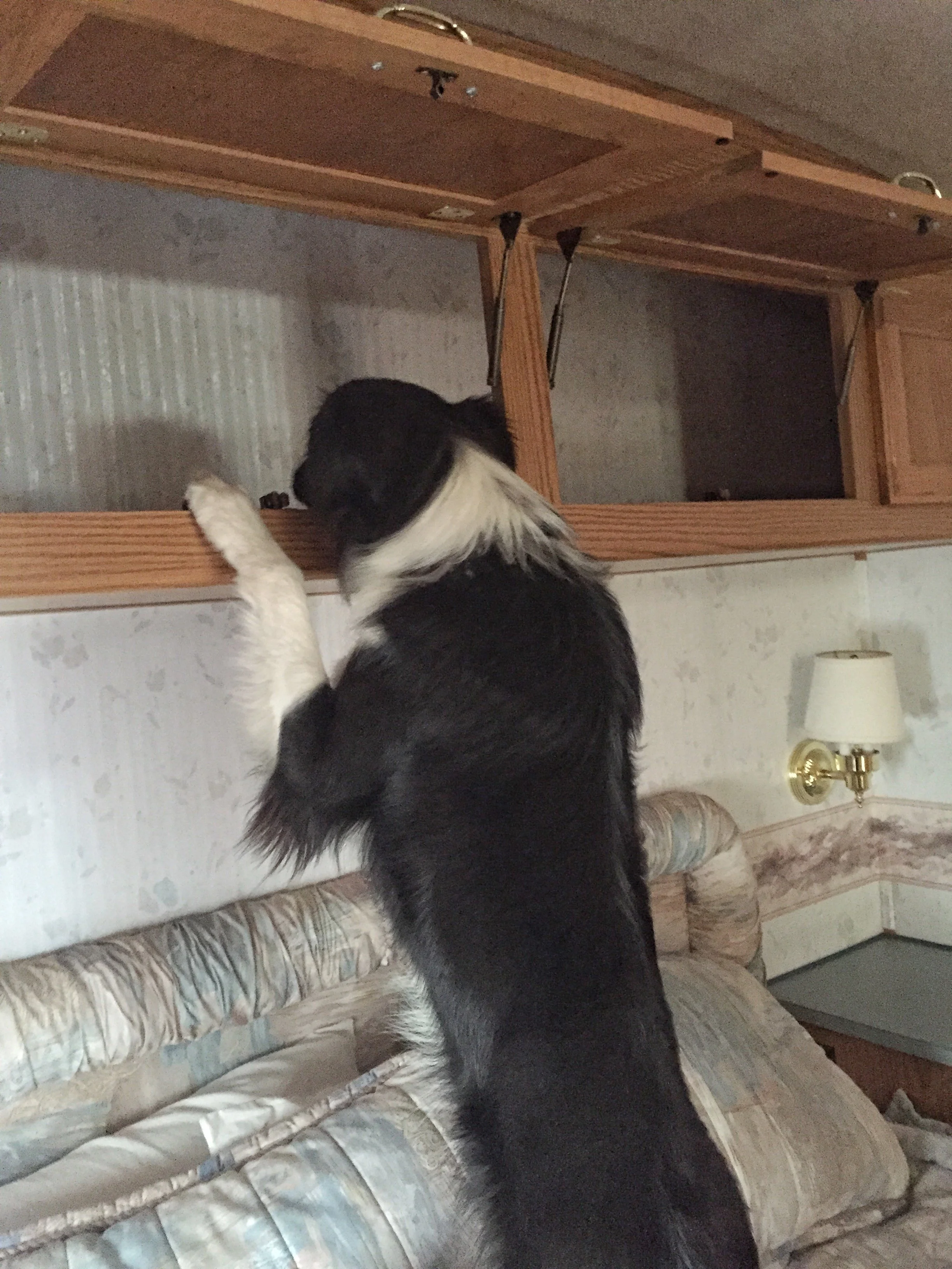 A professional K9 bed bug detection dog searching upper cabinets in an RV for live bed bugs and viable bed bug eggs.