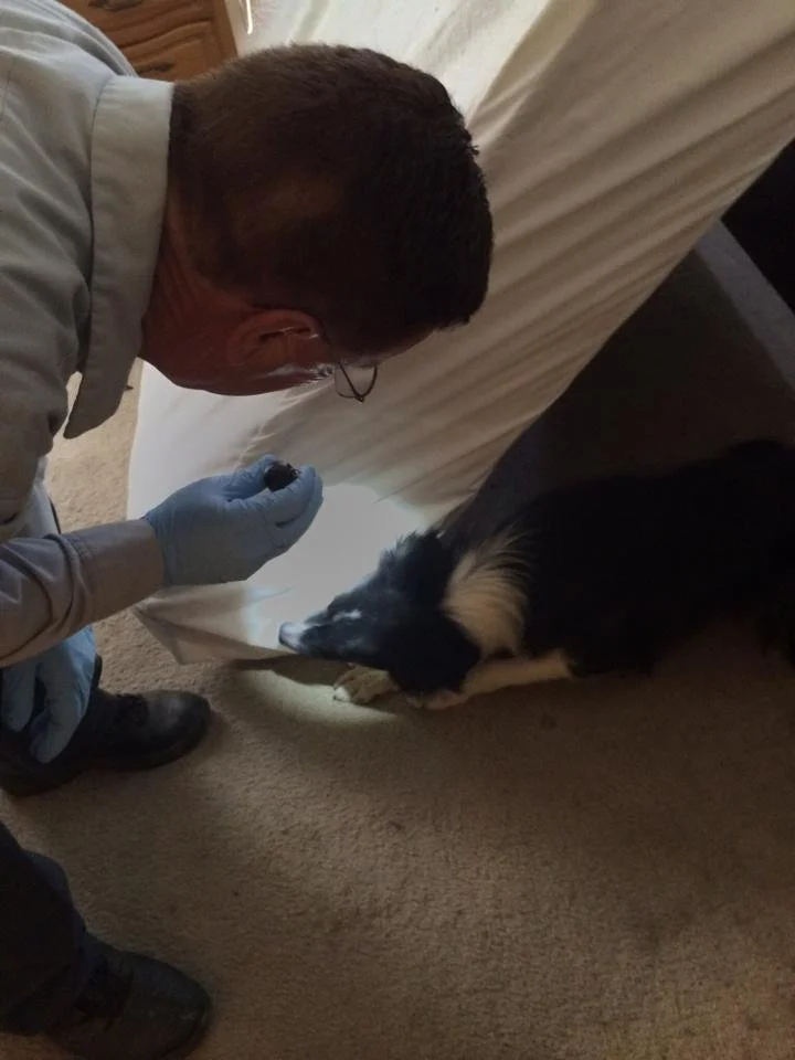 A pest management professional inspecting the area where a Green Dog K9 detection dog alerted, confirming the presence of live bed bugs.