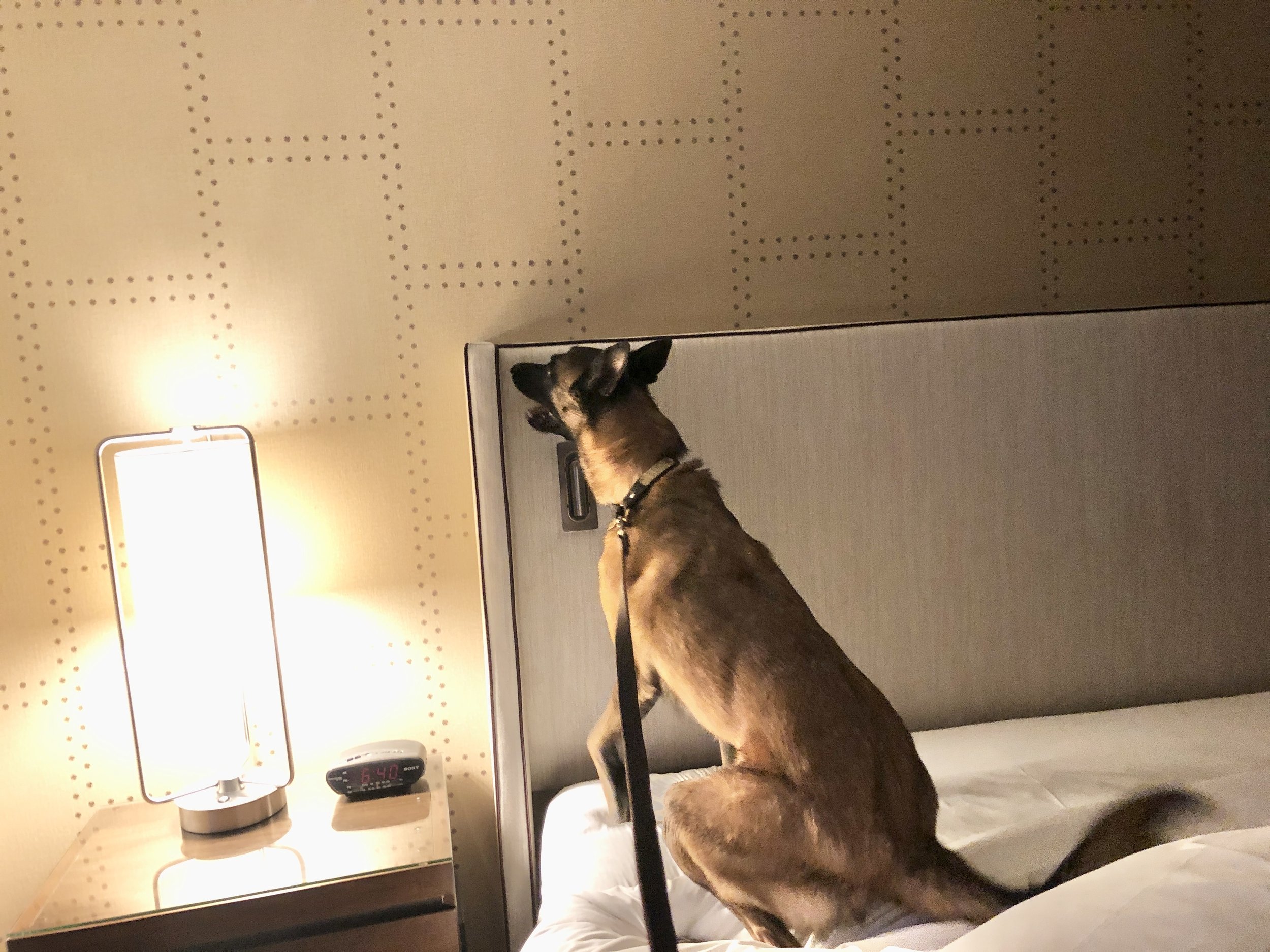 A Green Dog K9 detection dog alerting on an upholstered hotel headboard, pinpointing the location of live bed bugs during an independent K9 bed bug inspection.