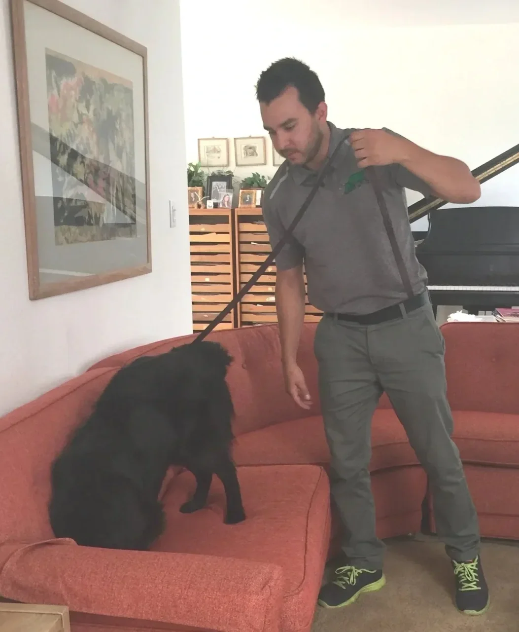 A Green Dog K9 handler and professionally trained detection dog carefully inspecting a residential sofa for live bed bugs during an independent K9 bed bug inspection.