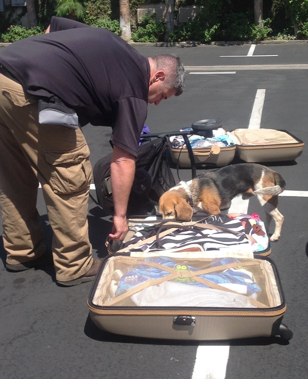 A Green Dog K9 detection dog inspecting the contents of open luggage for live bed bugs after a family's travel-related bed bug exposure.