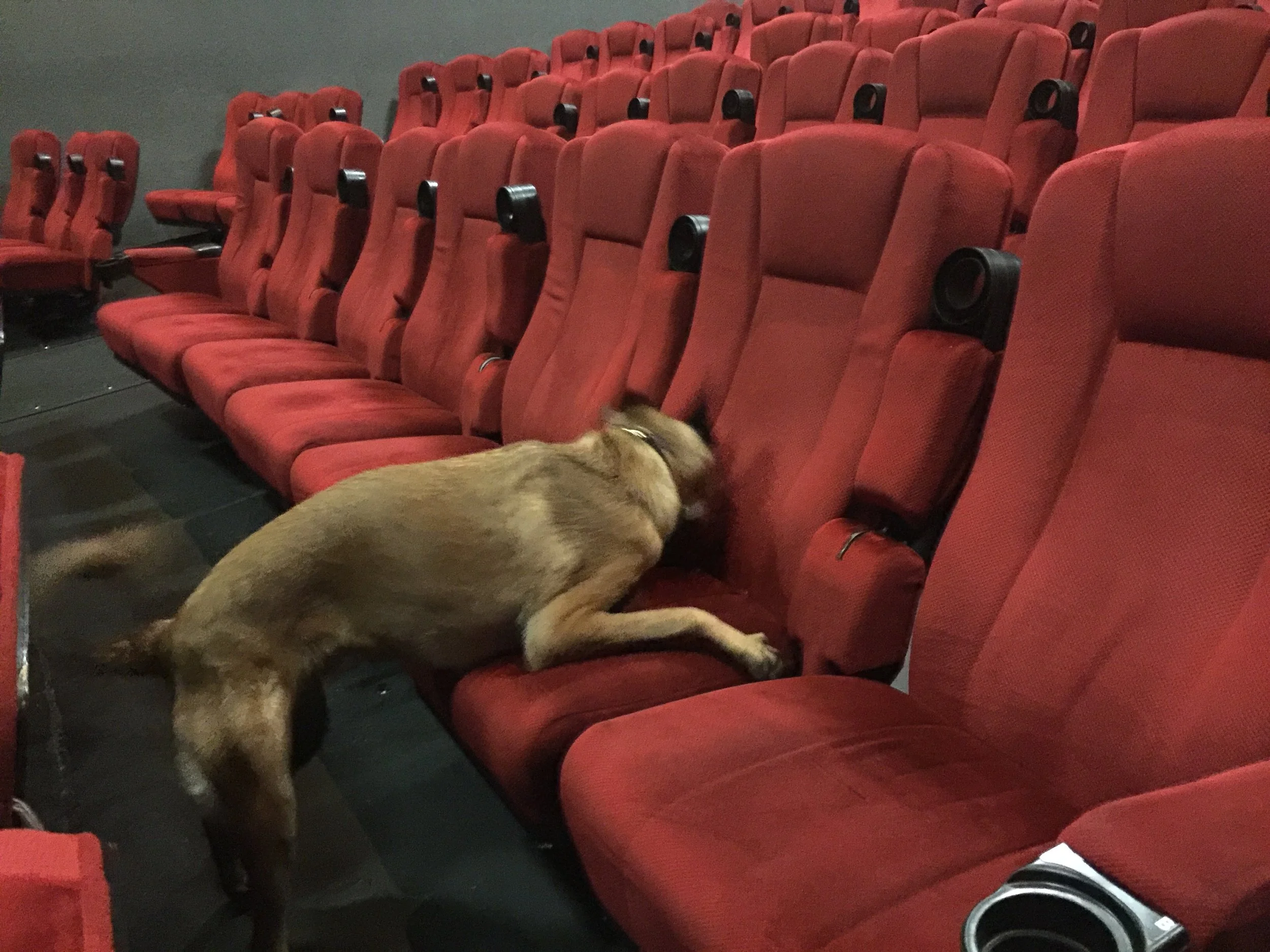 A Green Dog K9 detection dog inspecting movie theater seating during an independent K9 bed bug inspection.