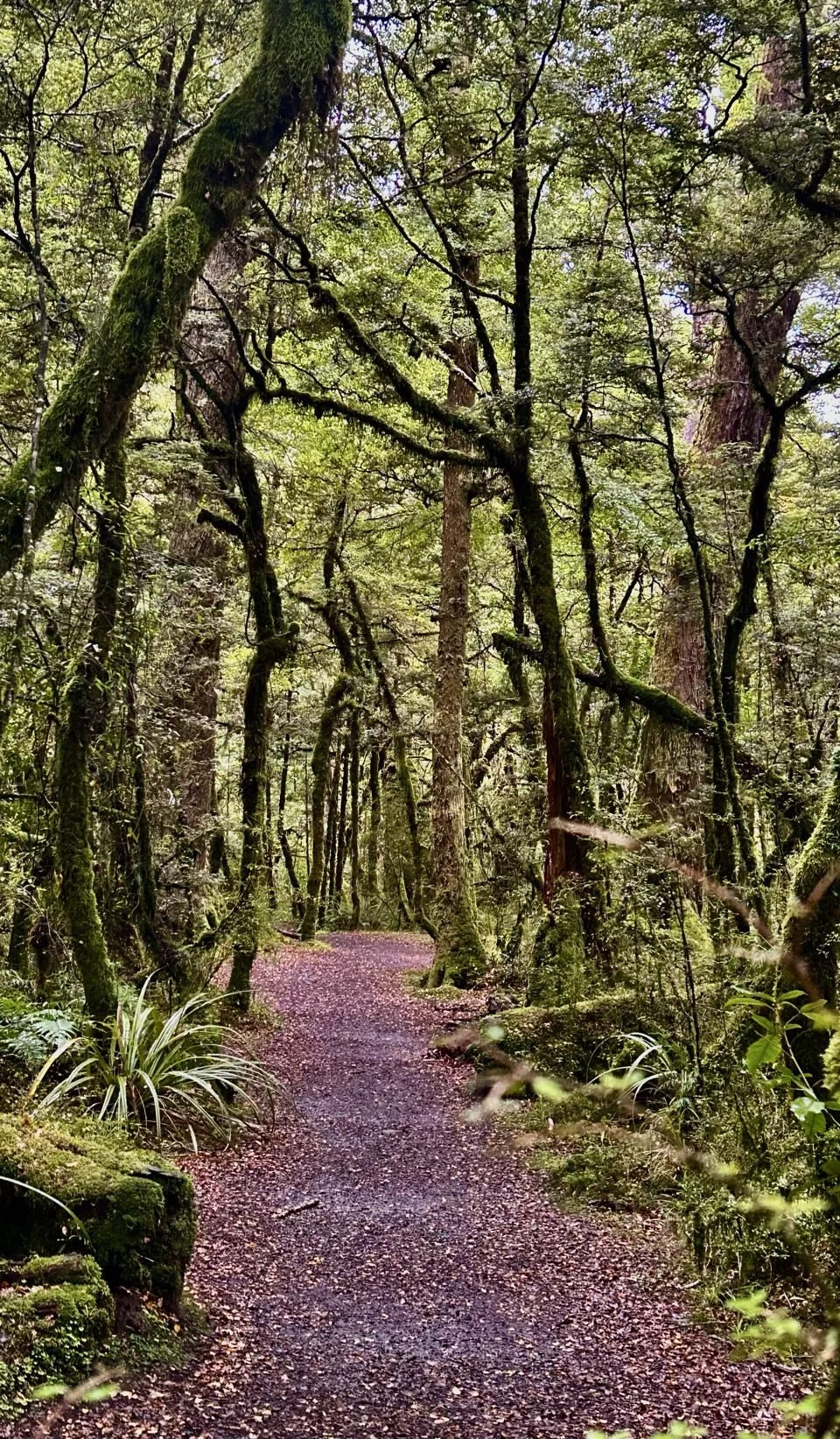 110_2026-03-27_fiordland-national-park.jpg