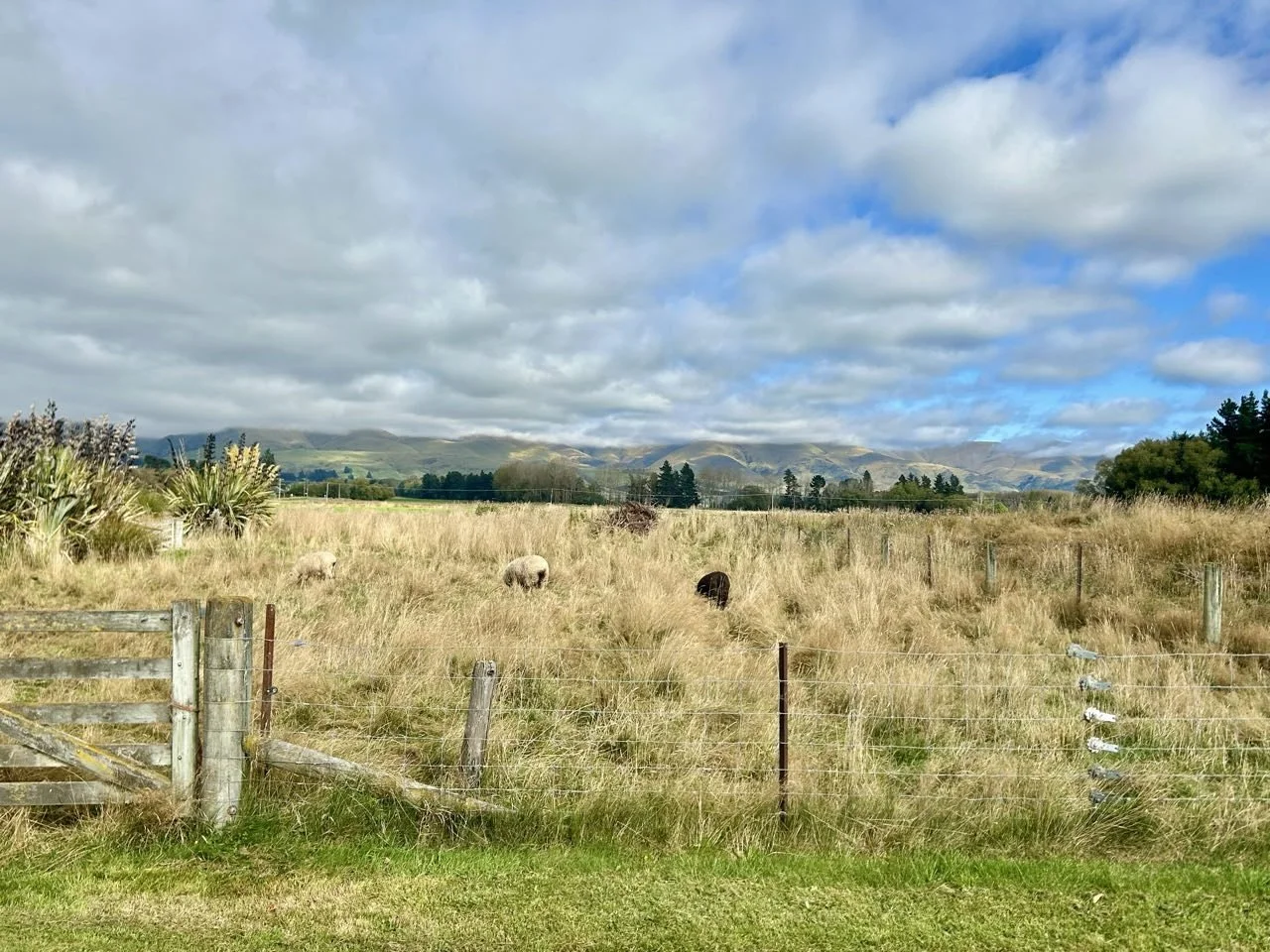 025_2026-03-23_fairlie.jpg