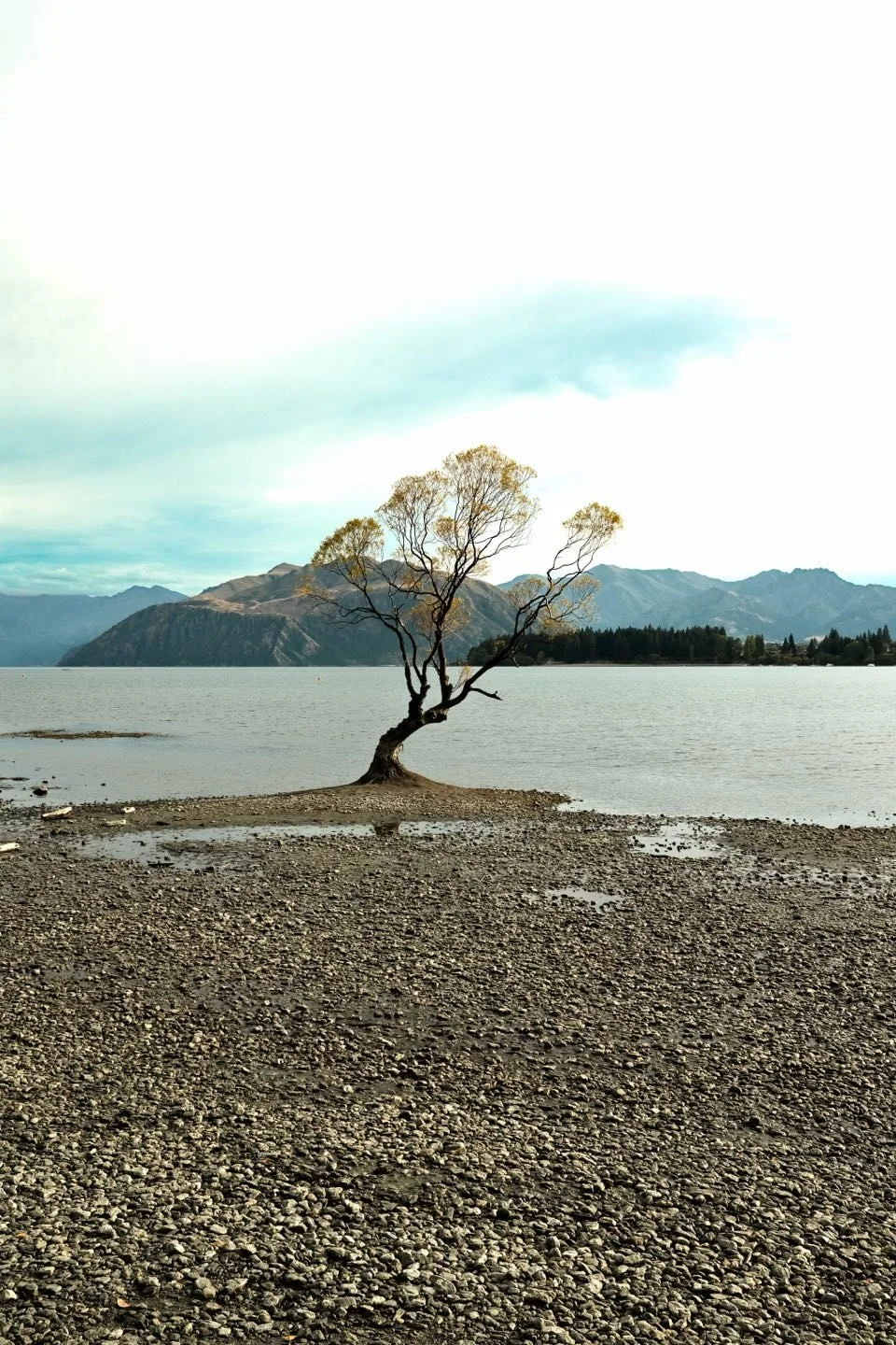 083_2026-03-26_wanaka-tree.jpg